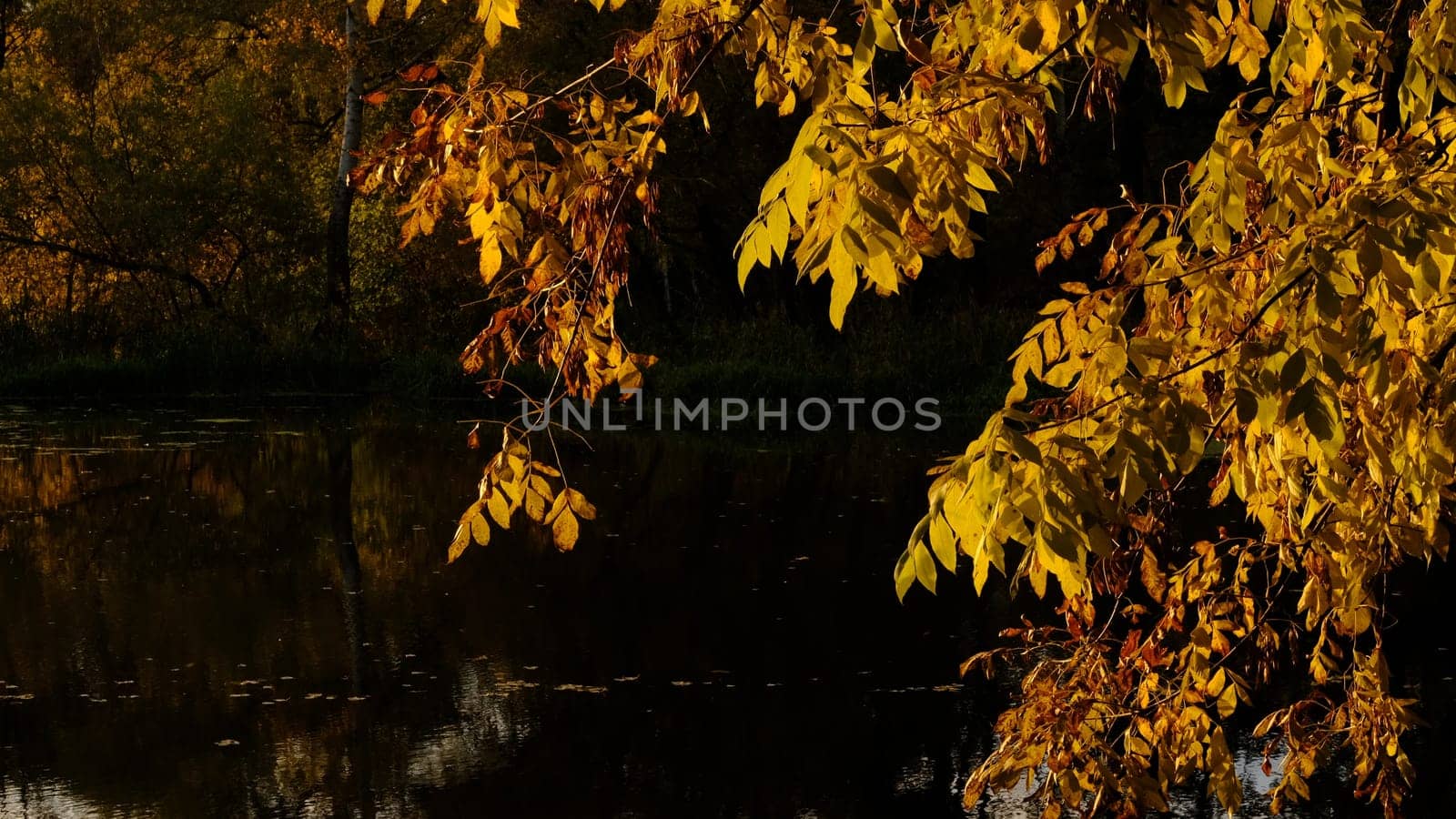 Autumn fall in park with yellow leaves trees under dark lake water in sunset rays.