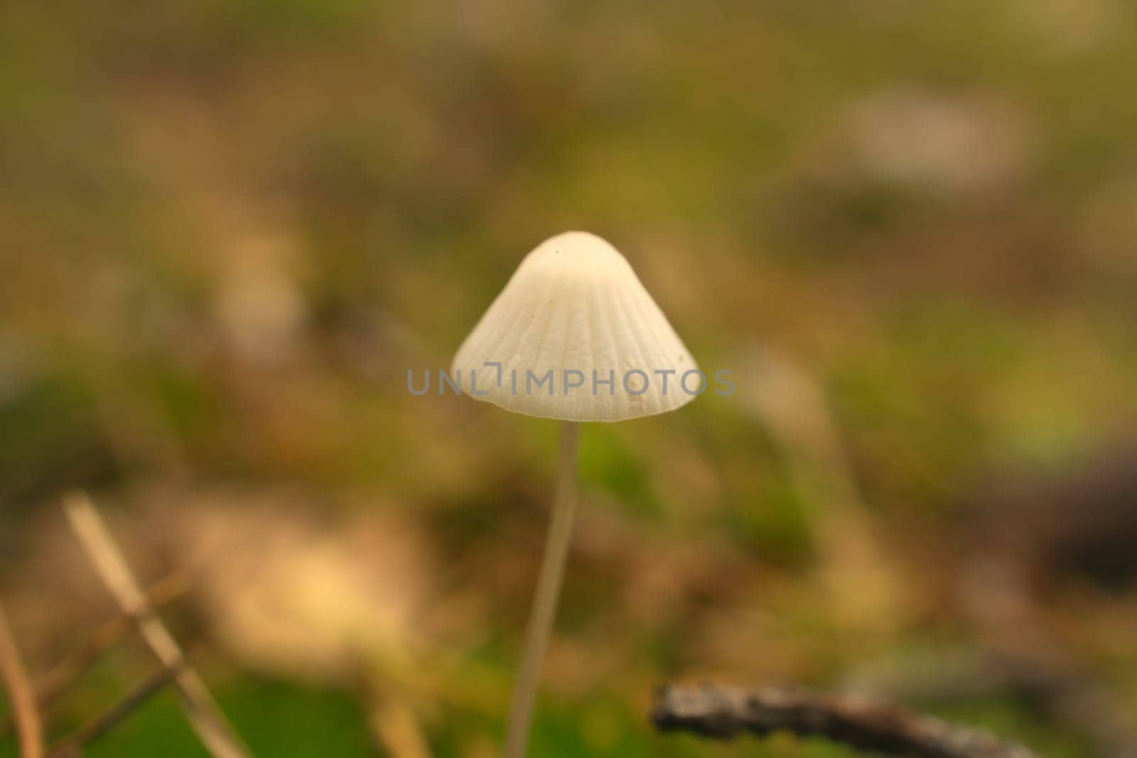 a filigree little mushroom on the forest floor in soft light. Macro shot from nature