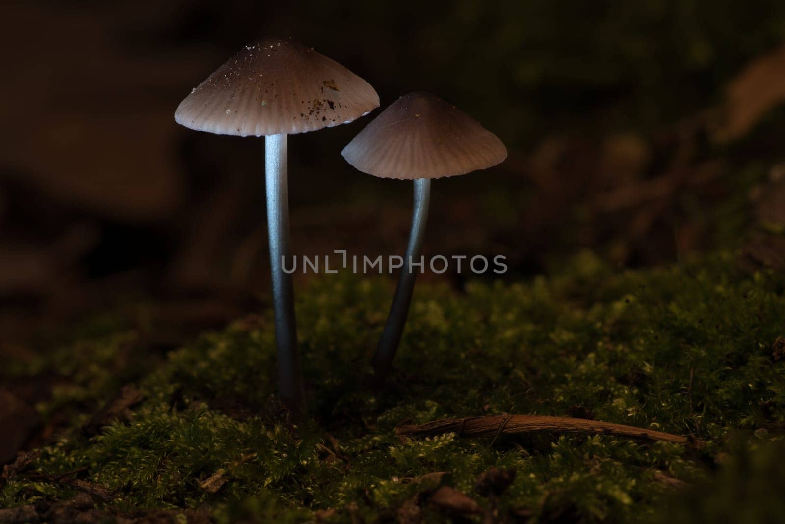 two filigree small mushrooms on moss with light spot in forest. Forest floor. Macro shot from nature