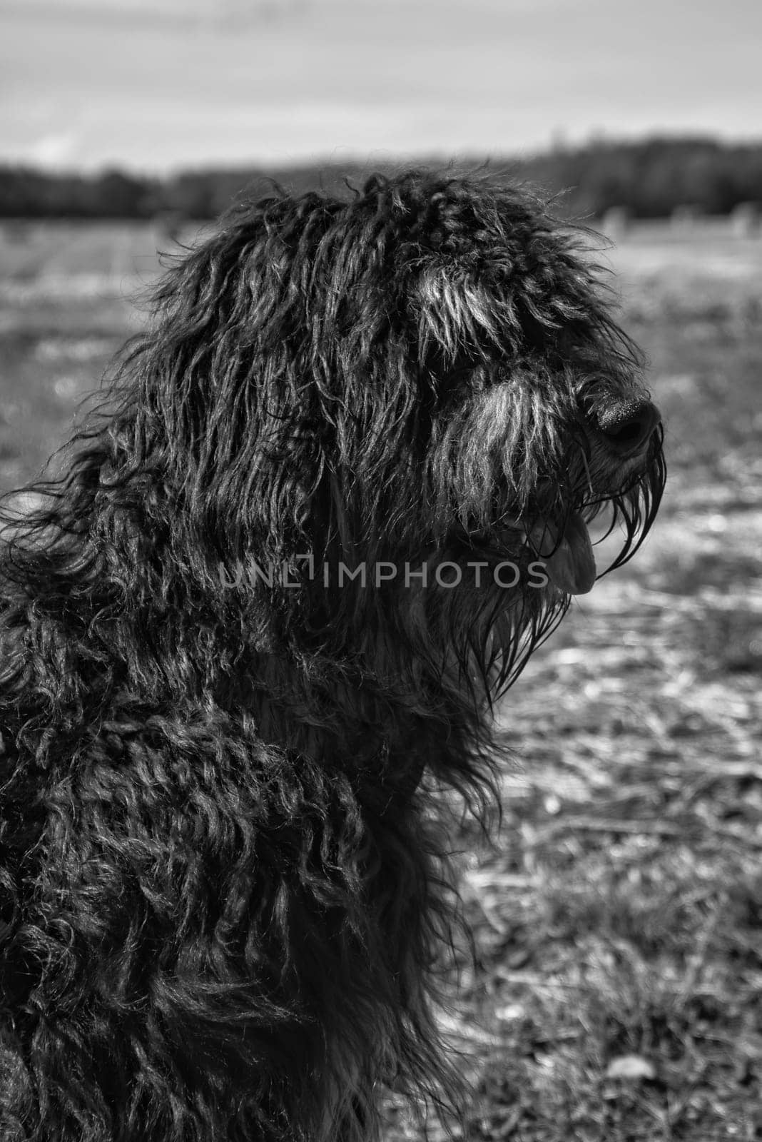 Portrait of a Goldendoodle dog. Fluffy, curly, long, black light brown fur. Intimate family dog. Interested look in nature. Animal photo of a dog