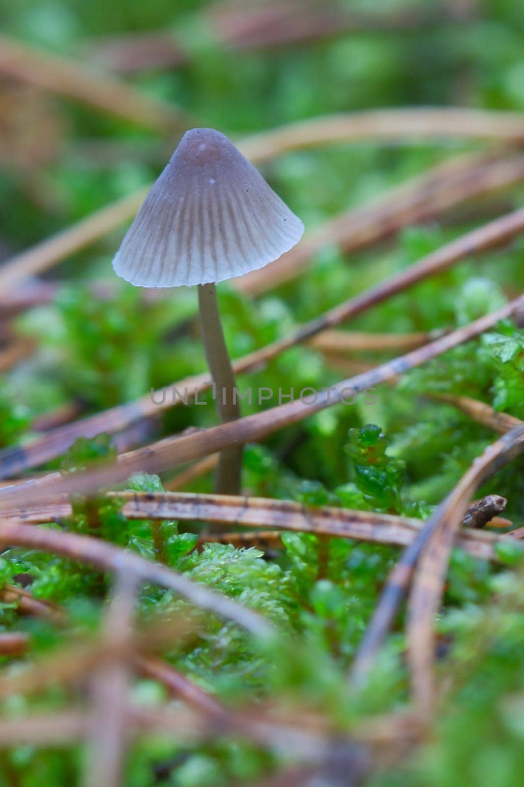 a filigree little mushroom on the forest floor in soft light. Macro shot from nature