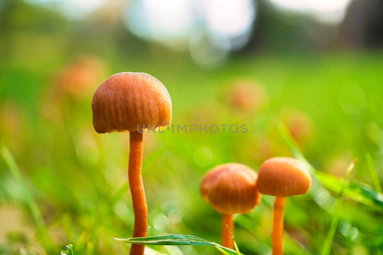 Orange filigree mushrooms on a meadow. Macro view from the habitat. Nature photo