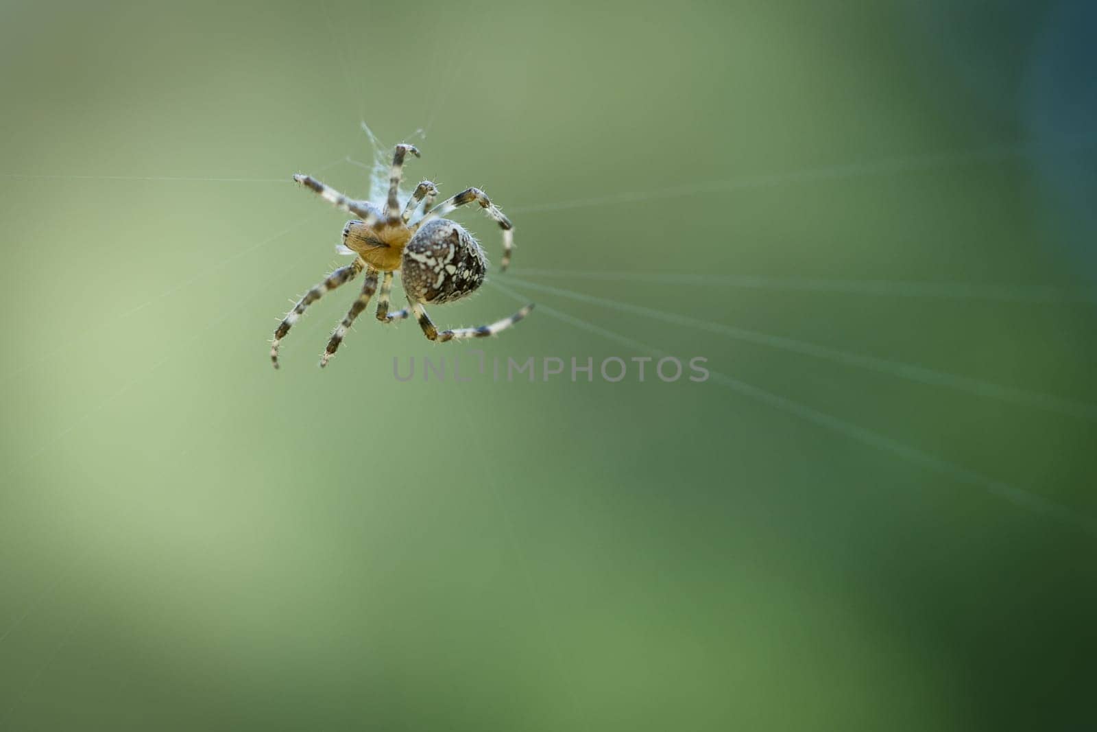 Cross spider in a spider web, lurking for prey. Blurred background. A useful hunter among insects. Arachnid. Animal photo from the wild.