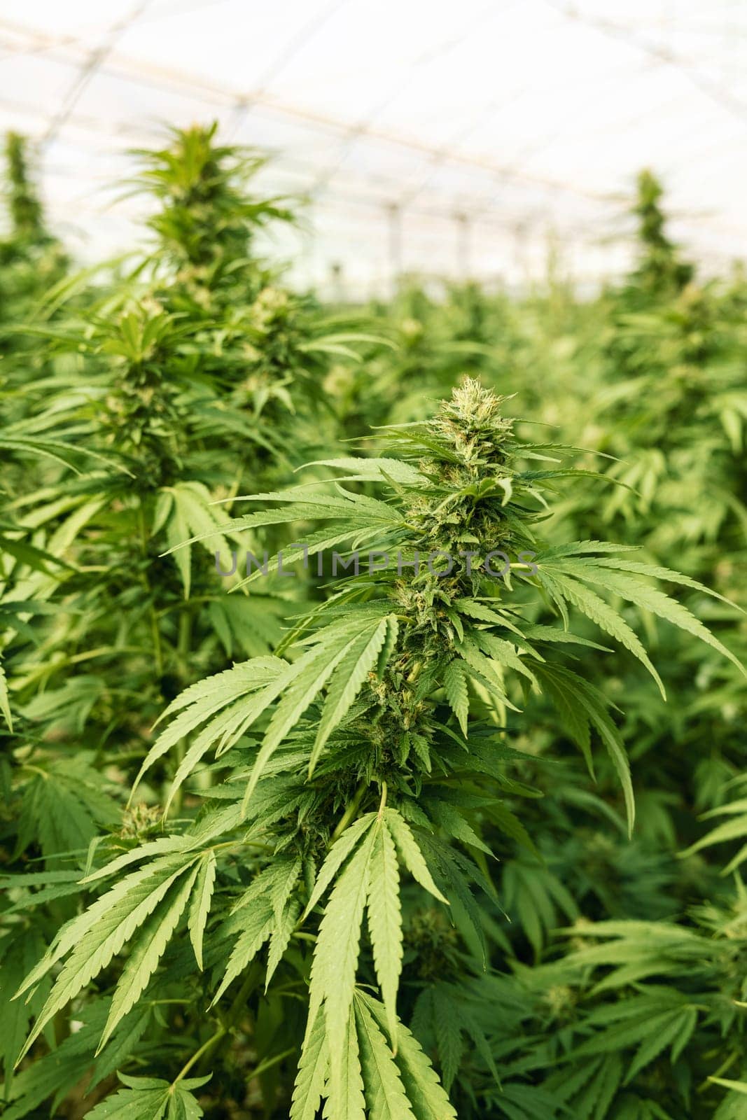 Blooming ripe Marijuana with Buds and green Leaves. Organic Cannabis Sativa Female Plants with CBD. Legal marihuana plantation provides high quality medicinal cannabis for healthcare and medicine uses
