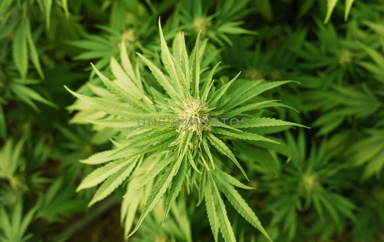 Blooming ripe Marijuana with Buds and green Leaves. Organic Cannabis Sativa Female Plants with CBD. Legal marihuana plantation provides high quality medicinal cannabis for healthcare and medicine uses