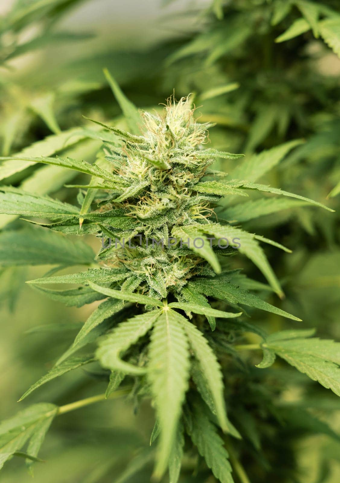 Blooming ripe Marijuana with Buds and green Leaves. Organic Cannabis Sativa Female Plants with CBD. Legal marihuana plantation provides high quality medicinal cannabis for healthcare and medicine uses