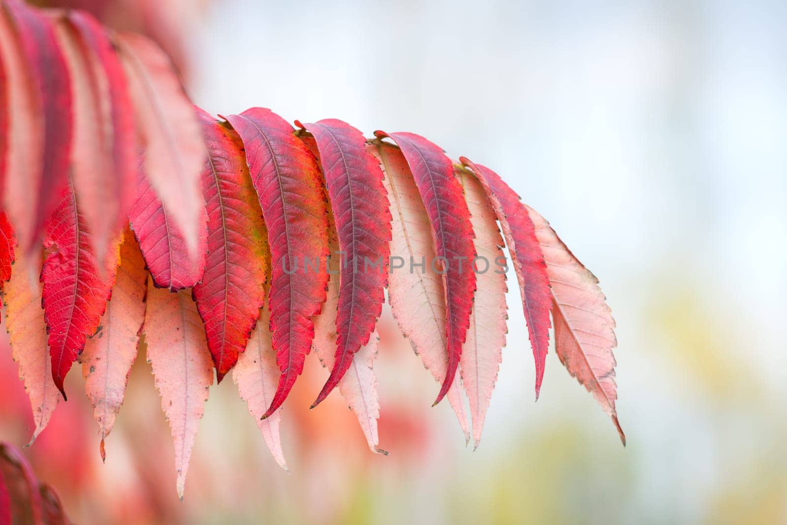 Red leaves in autumn