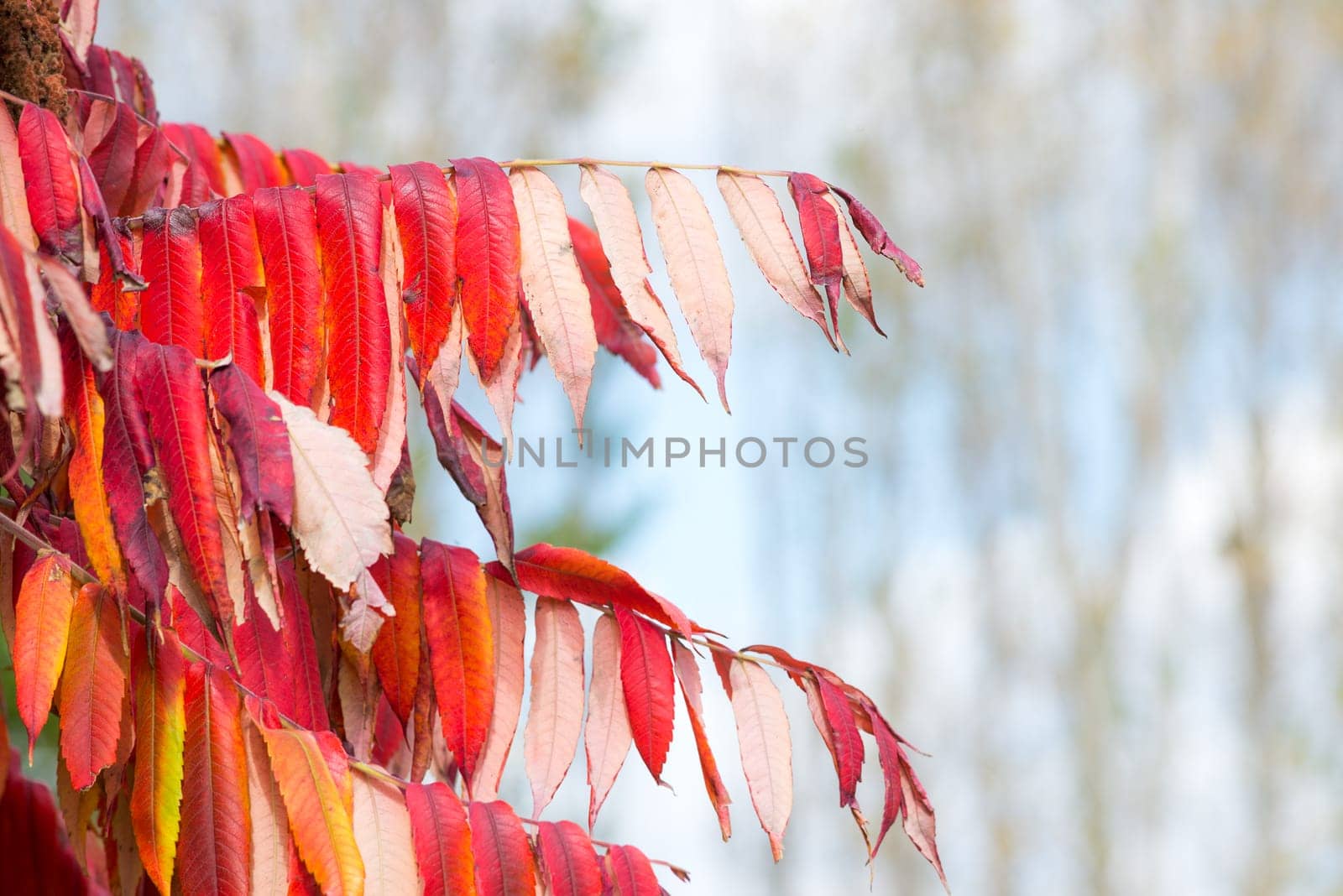 Red leaves in autumn