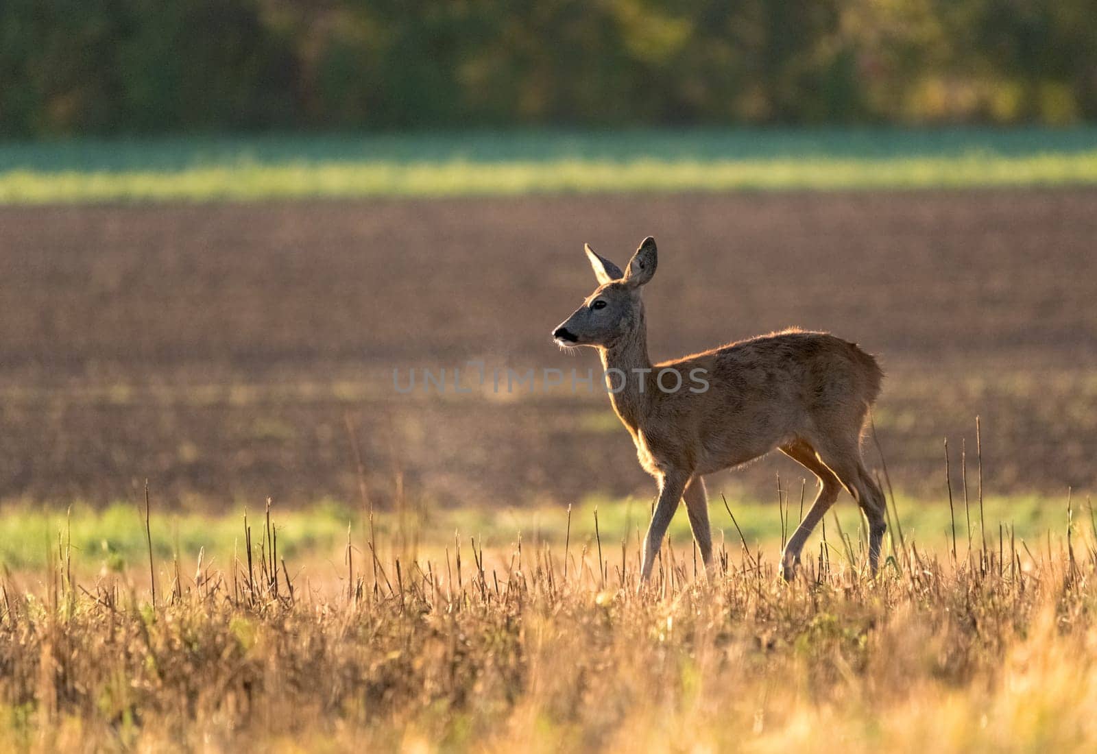 Wild female roe deer, backlit by warm early morning sunlight