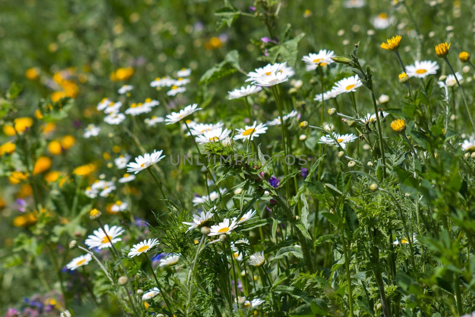daisies flowers - close up - soft focus