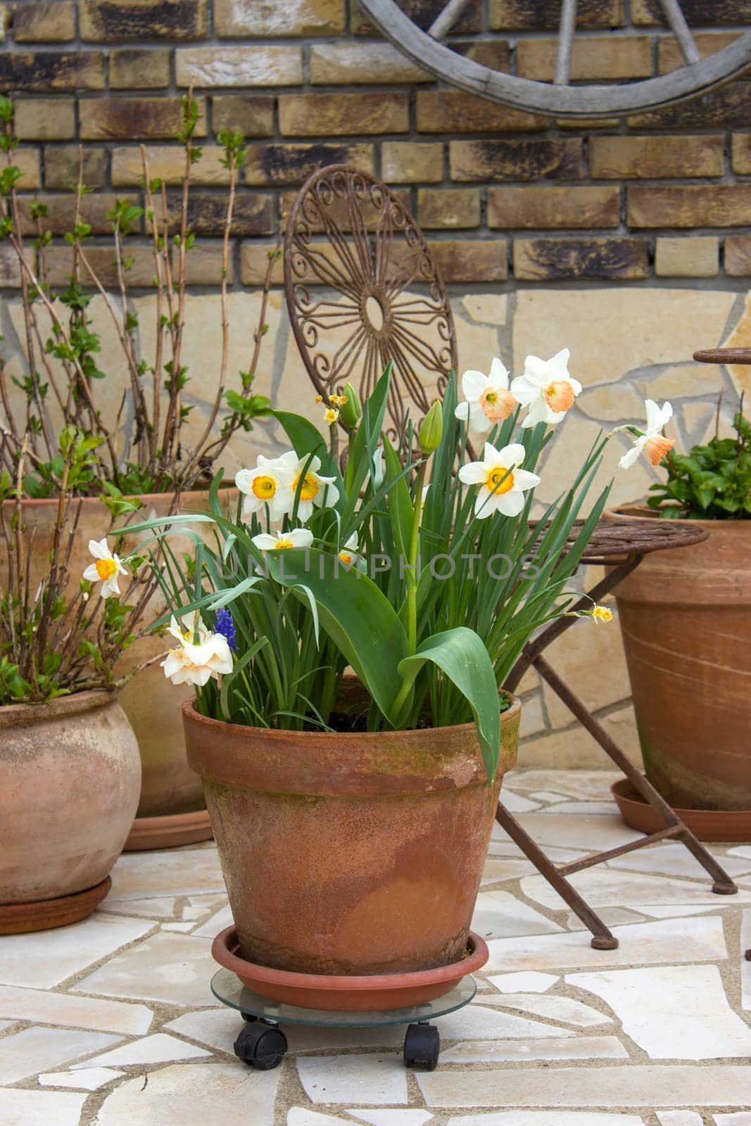 beautiful place in the garden in the mediterranean style, clay pots with spring flowers