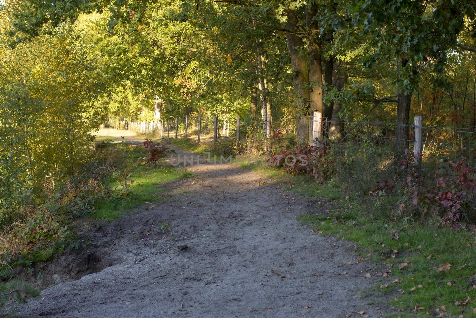 National Park Maasduinen in the Netherlands