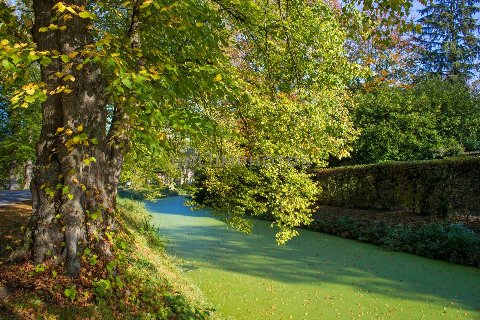 Old trees in the park, castle Wissen, Weeze, Germany