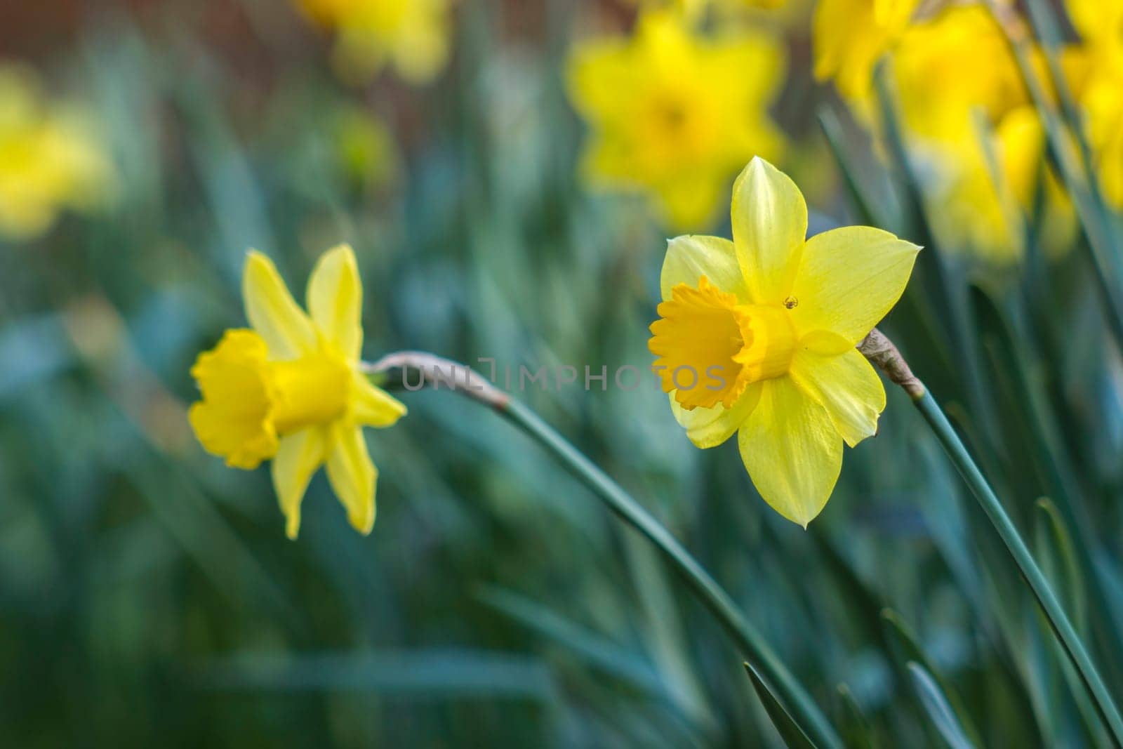 The daffodil, Narcissus pseudonarcissus, yellow narcissus flowers in a park, springtime