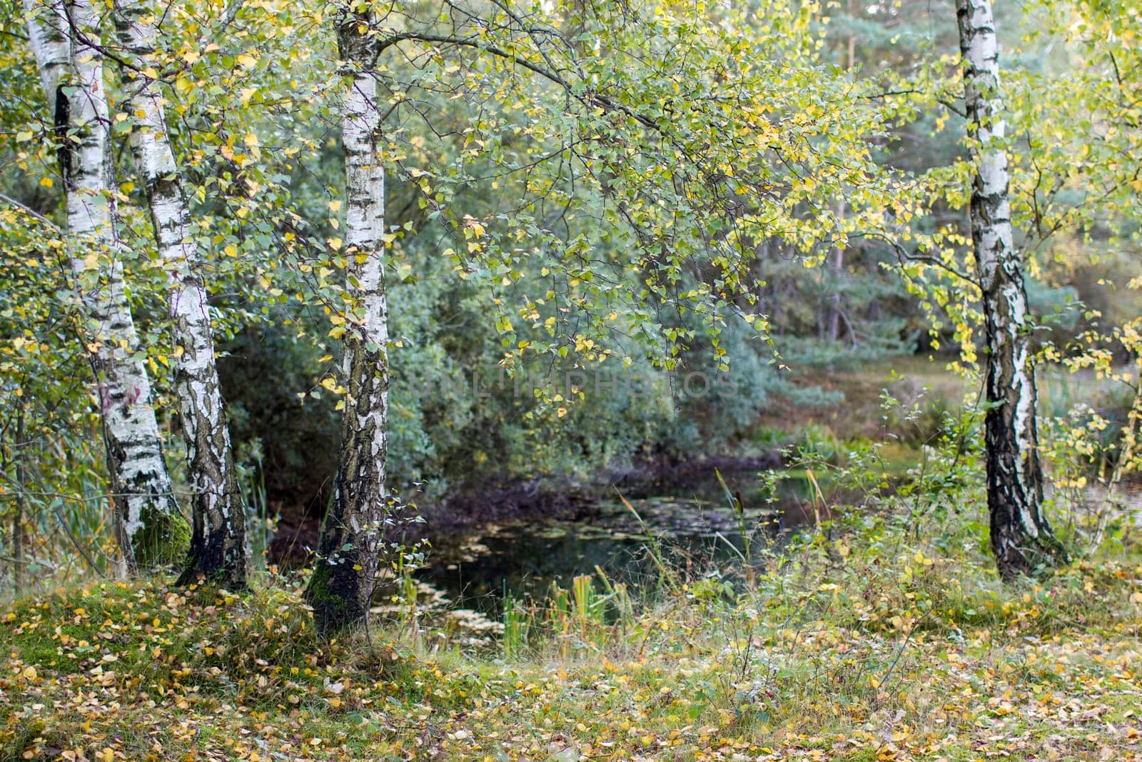 birch trees in National Park Maasduinen in the Netherlands