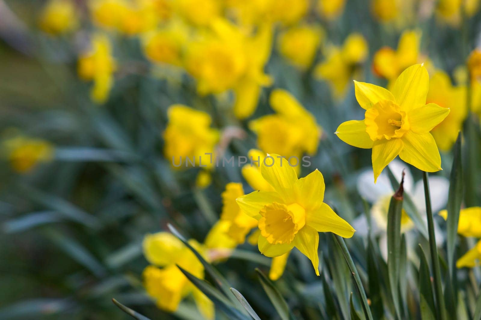 The daffodil, Narcissus pseudonarcissus, yellow narcissus flowers in a park, springtime