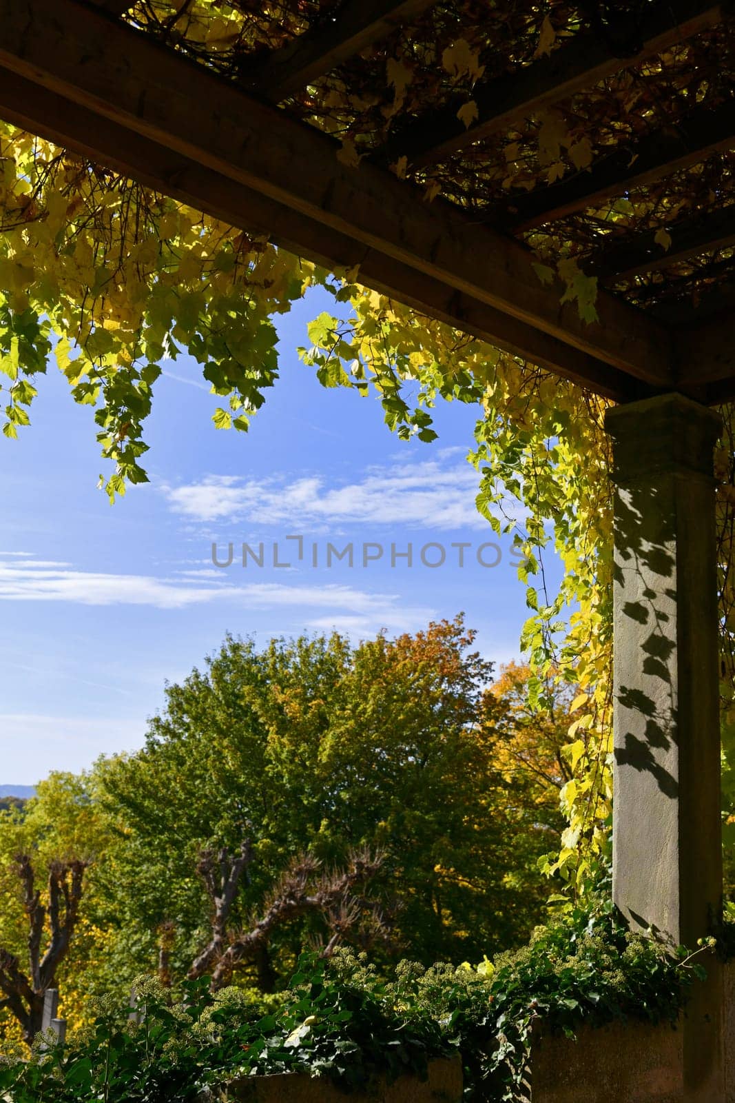 Colorful autumn foliage in the sunlight