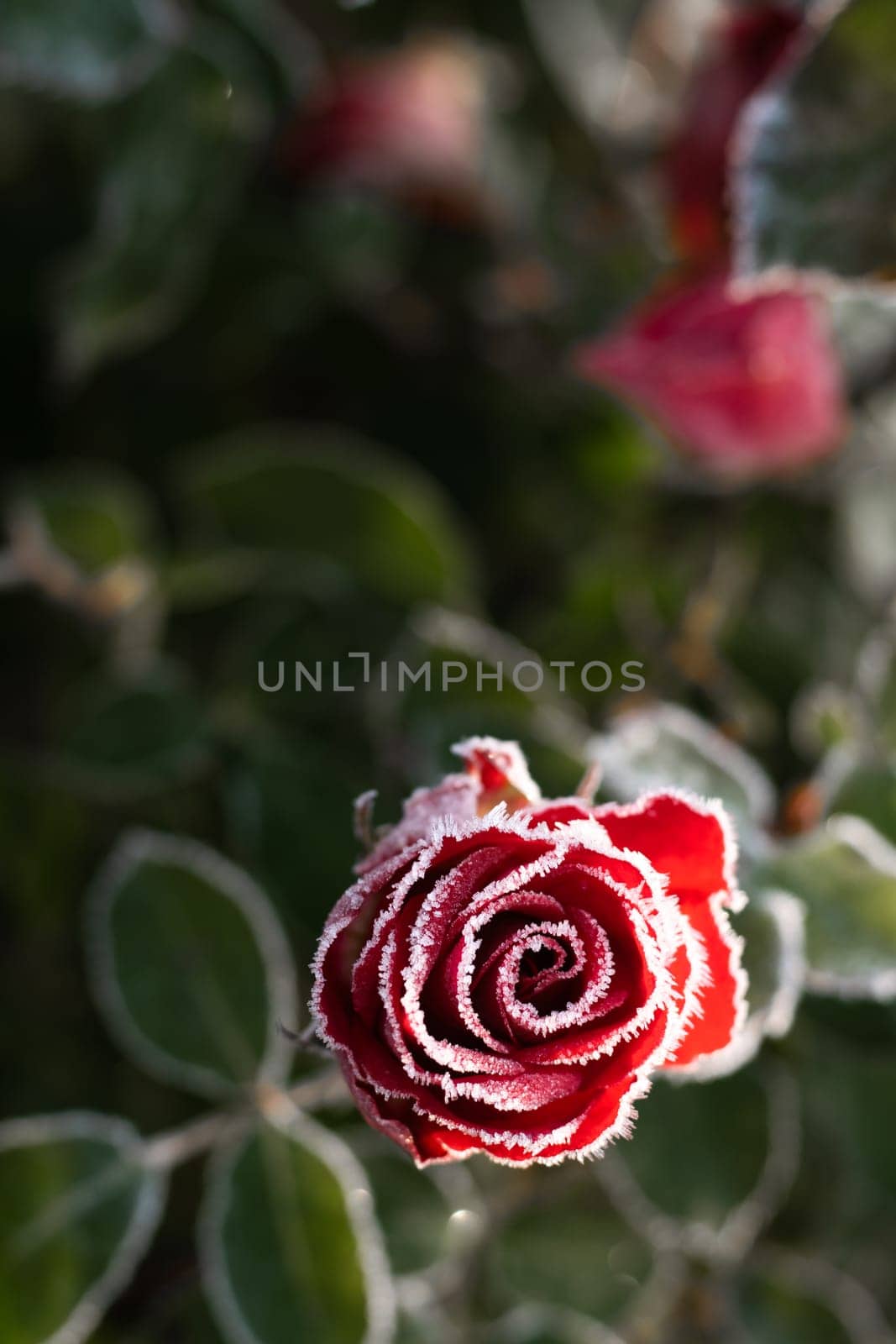 First autumn frost. Bush with burgundy blooming rose, covered with white frost. Morning frost, green frozen plant leaves. Onset of winter, nature falls asleep. Vertical