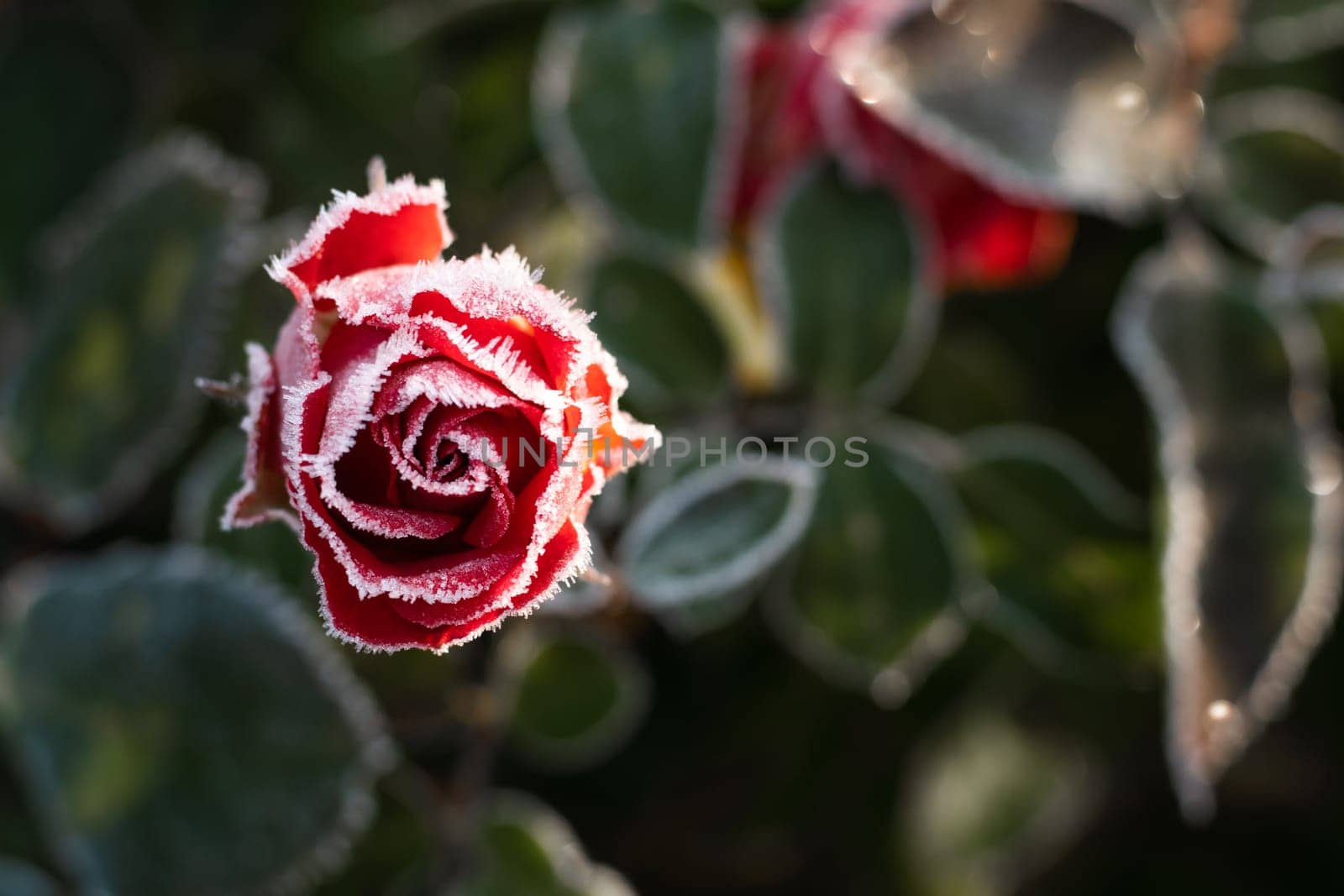 First autumn frost. Bush with burgundy blooming rose, covered with white frost. Morning frost, green frozen plant leaves. Onset of winter, nature falls asleep