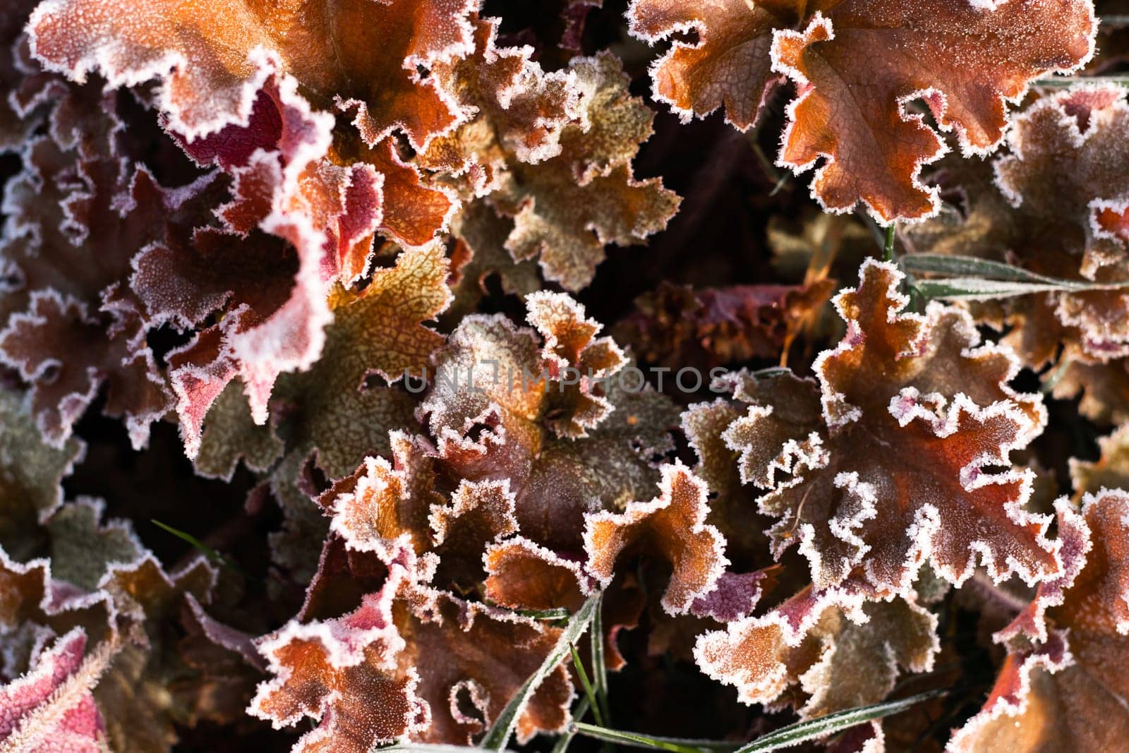 First autumn frost. Partially blurred branch of Heuchera bush, Marmalade variety, covered with white frost. Morning green frozen plant leaves. Onset of winter, nature falls asleep. Defocused image