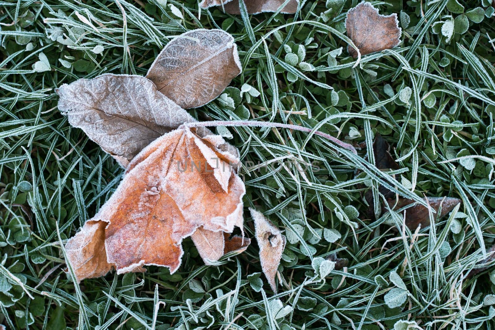 First autumn frost. Partially blurred background image of green grass and yellow fallen leaves covered with white frost. Morning green icy plant leaves. Onset of winter. top view