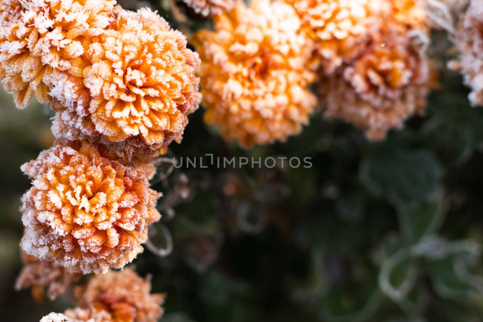 First autumn frost. Bush with orange blooming chrysanthemums, covered with white frost. Morning frost, green frozen plant leaves. Onset of winter, nature falls asleep. Blurred background image