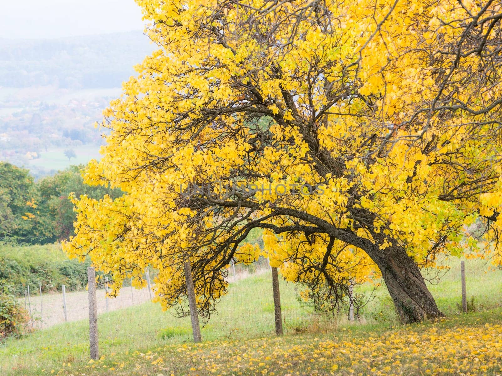 yellow cherry tree in autumn park