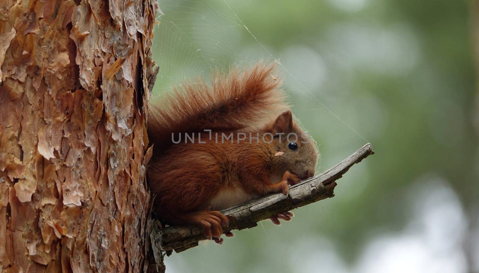 squirrel