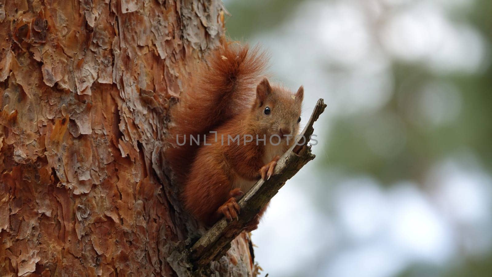 squirrel
