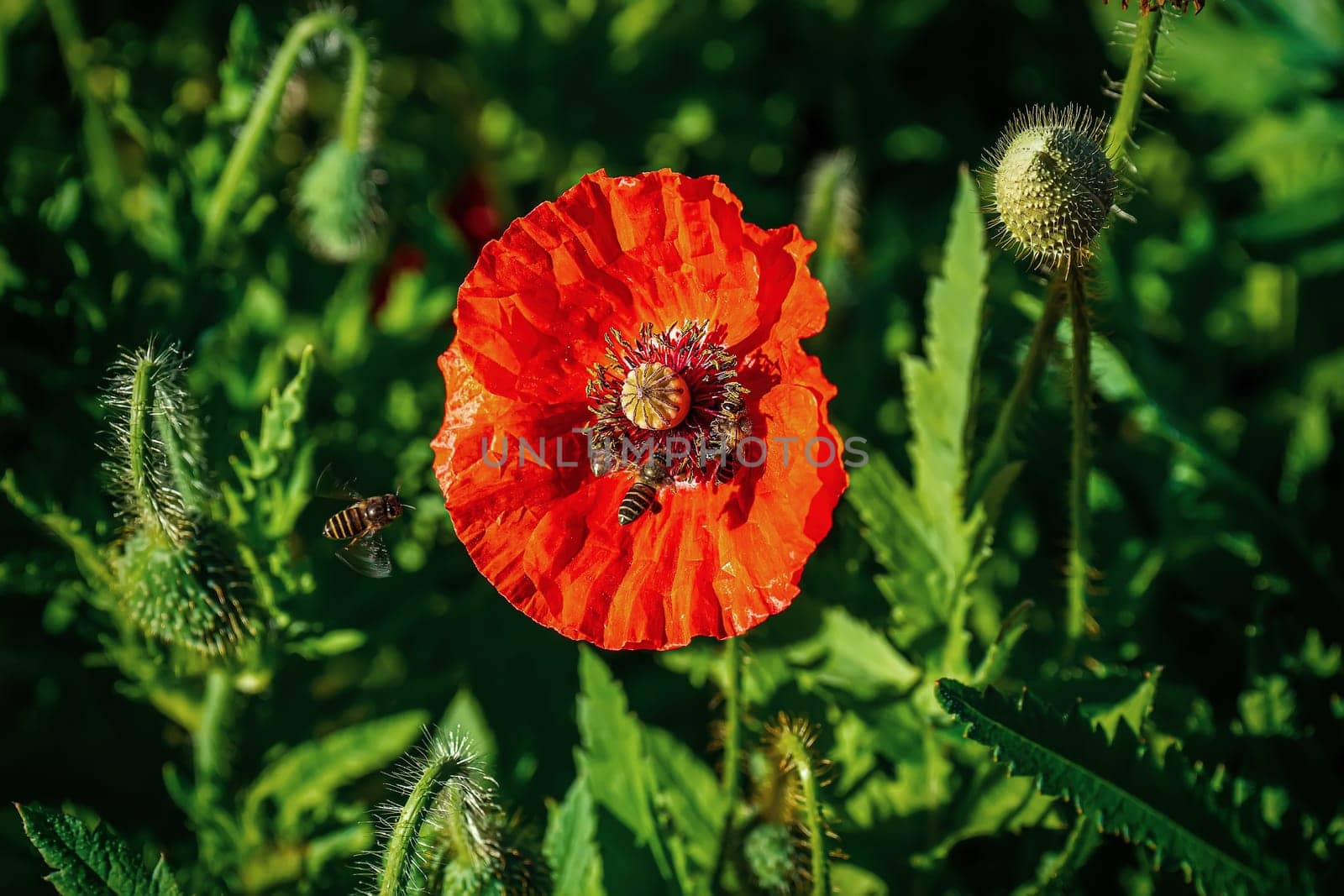 Bee eating pollen from flower orange on a nature background.