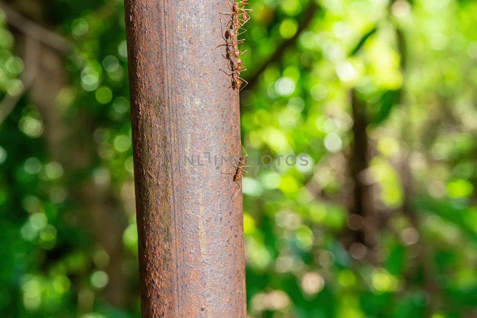 The red ants walking on an iron pole on a nature background.