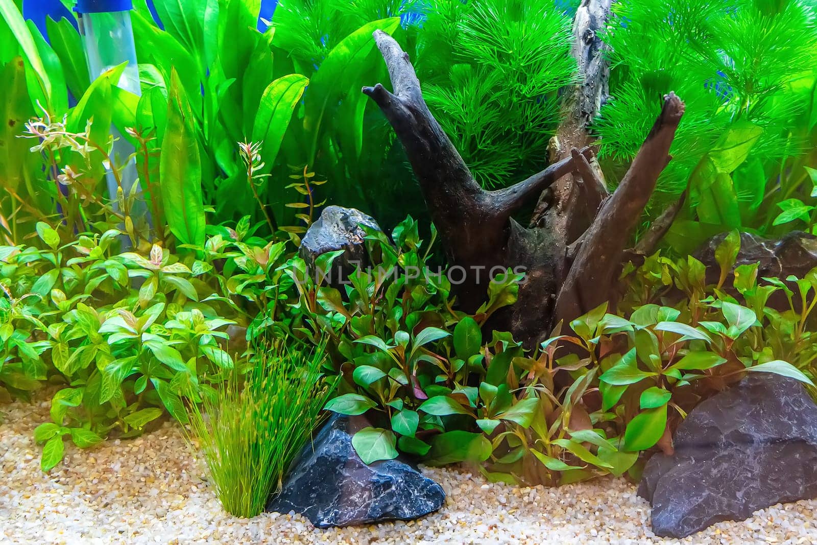 Underwater landscape nature forest style aquarium tank with a variety of aquatic plants, stones and herb decorations.