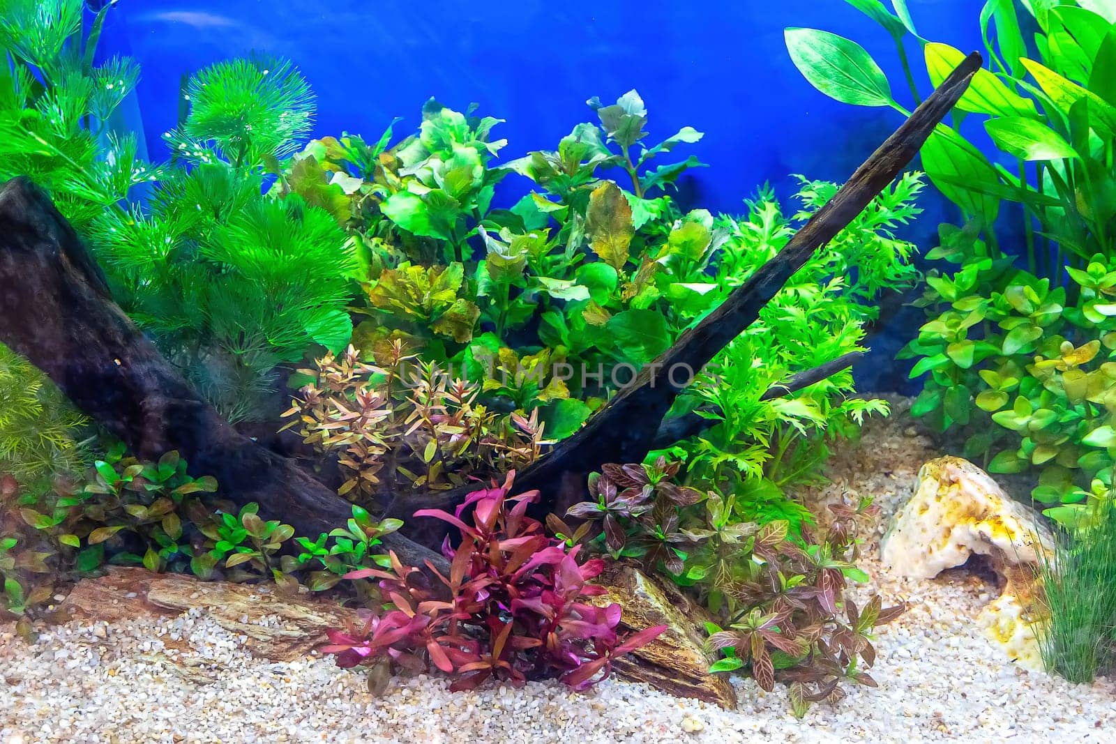 Underwater landscape nature forest style aquarium tank with a variety of aquatic plants, stones and herb decorations.