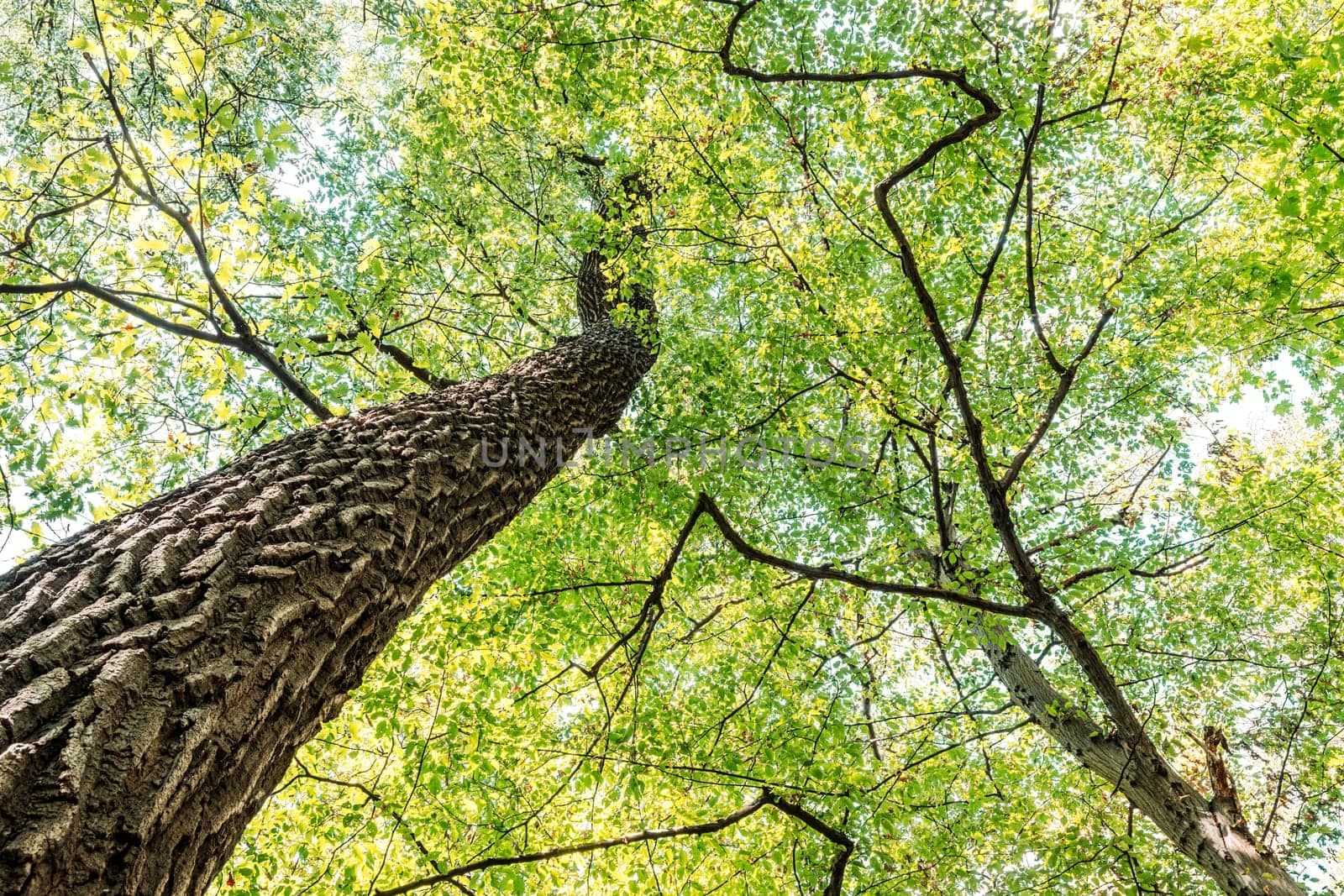 The leaves turn yellow in autumn when the first cold arrives. They turn yellow, reddish or brown.