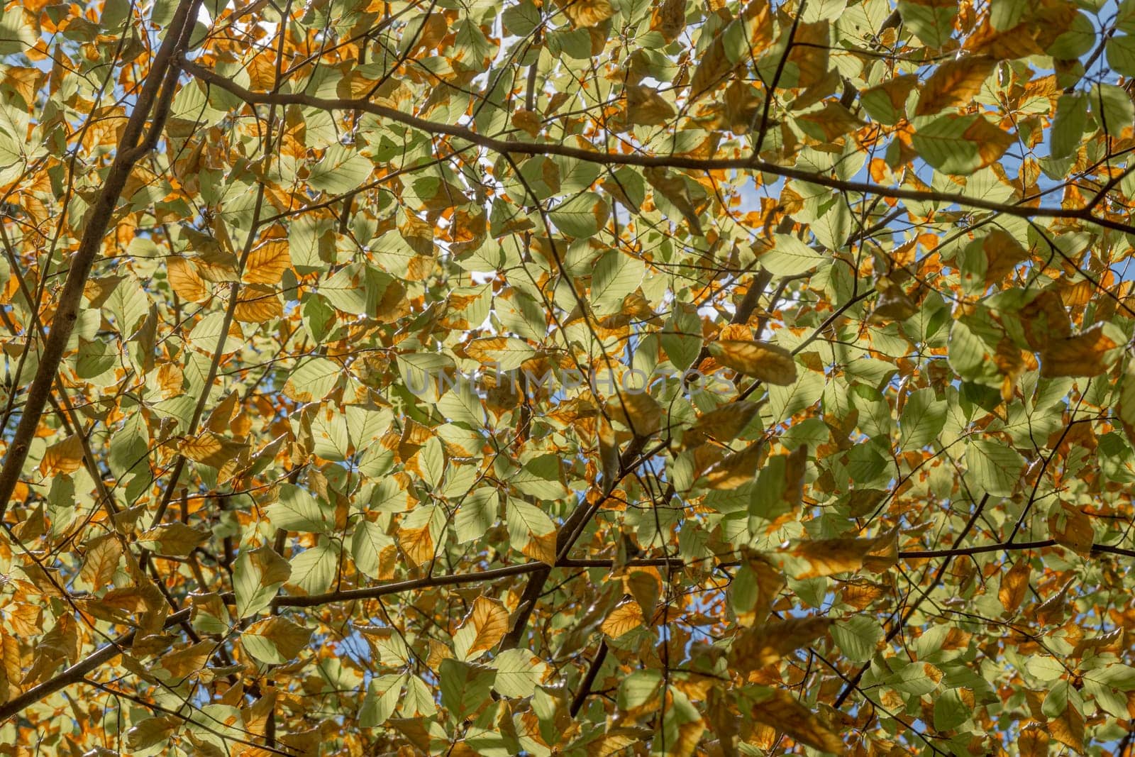 The leaves turn yellow in autumn when the first cold arrives. They turn yellow, reddish or brown.