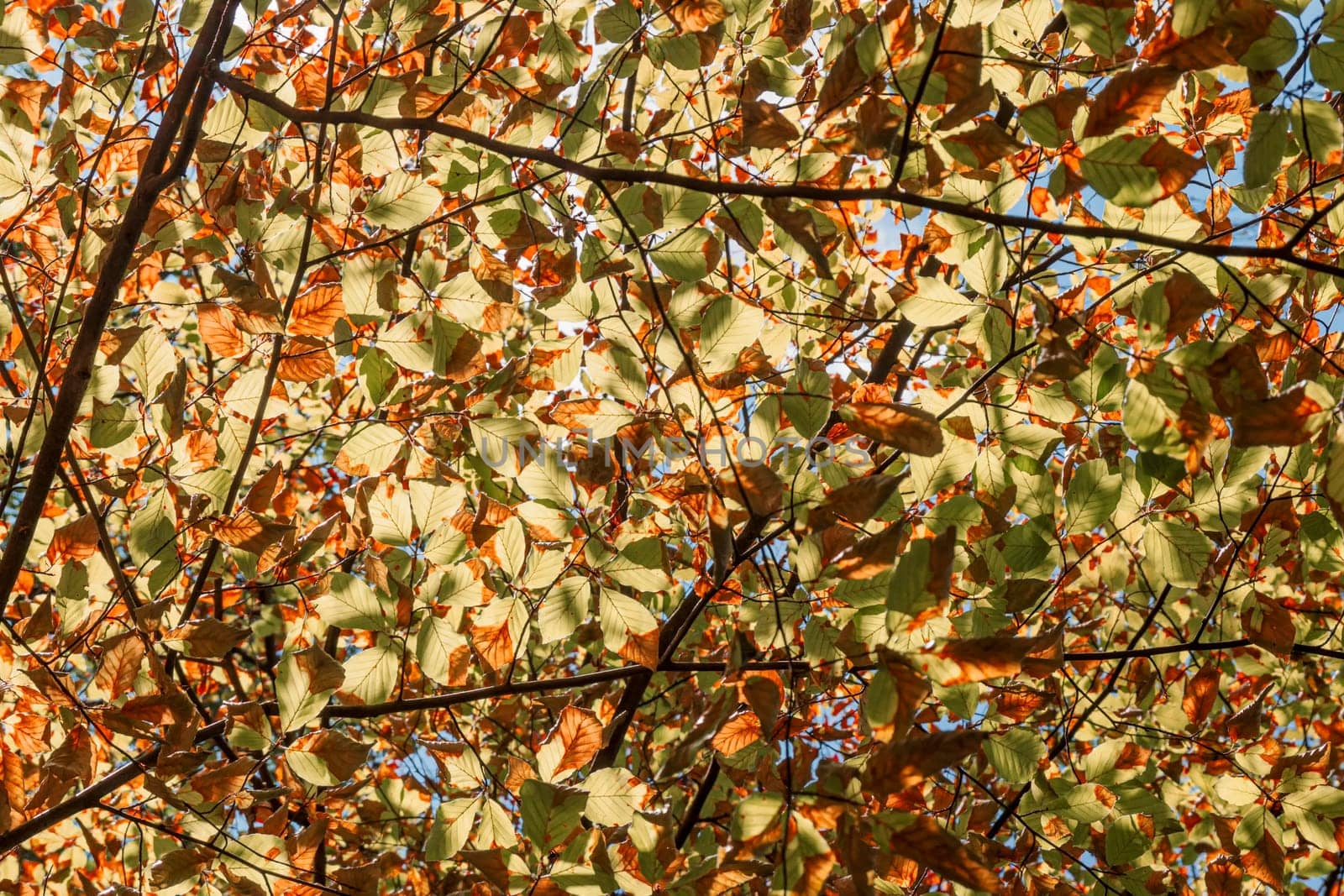 The leaves turn yellow in autumn when the first cold arrives. They turn yellow, reddish or brown.