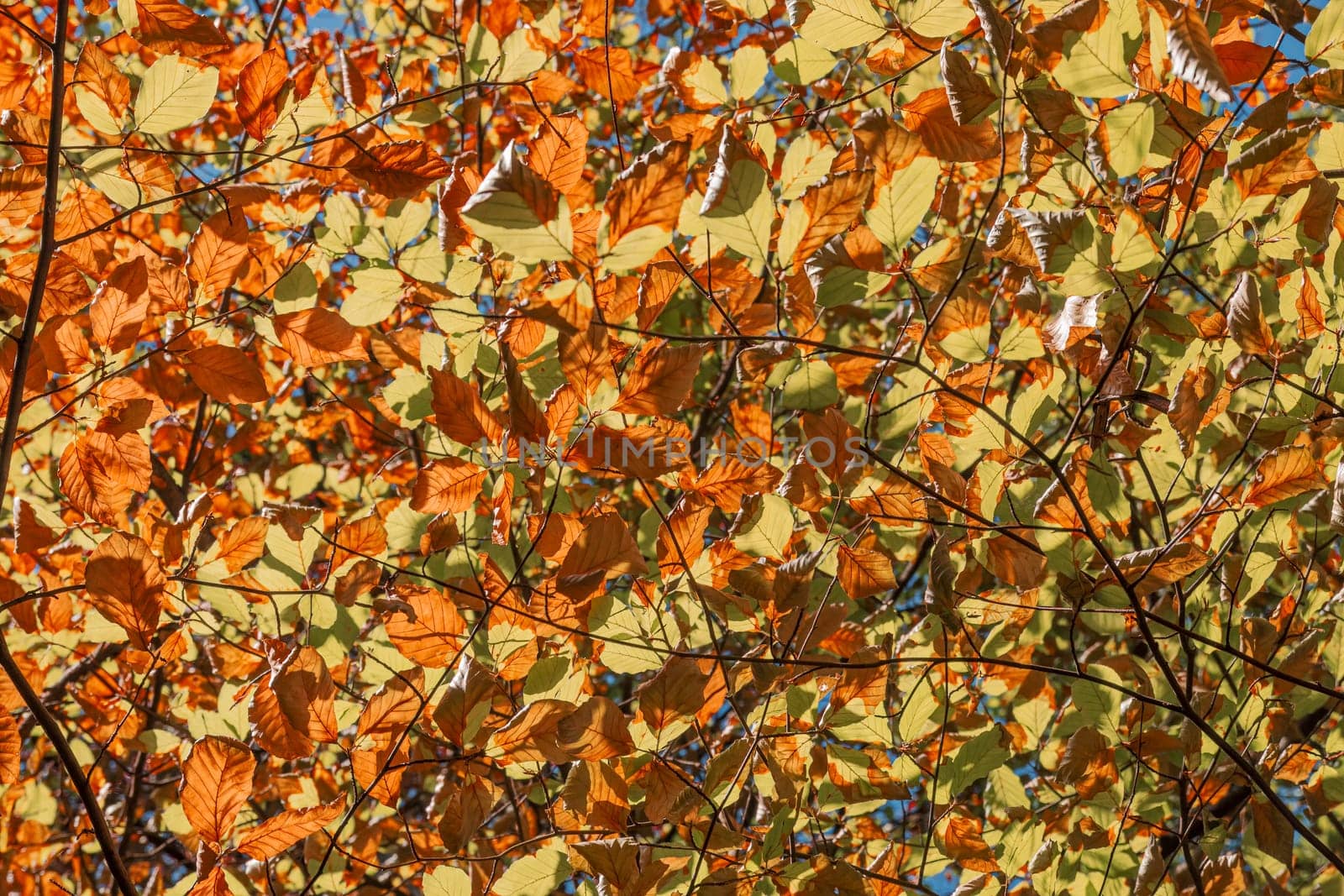 The leaves turn yellow in autumn when the first cold arrives. They turn yellow, reddish or brown.