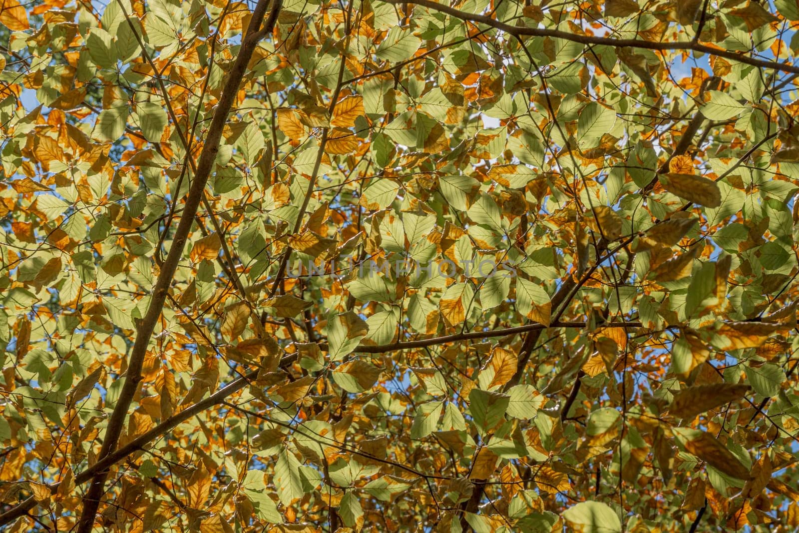 The leaves turn yellow in autumn when the first cold arrives. They turn yellow, reddish or brown.