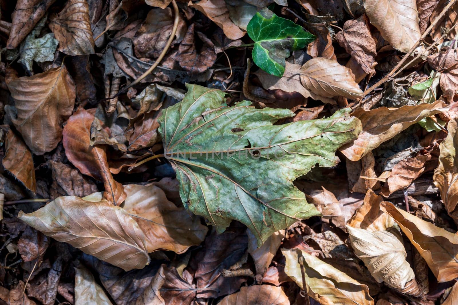 The leaves turn yellow in autumn when the first cold arrives. They turn yellow, reddish or brown.
