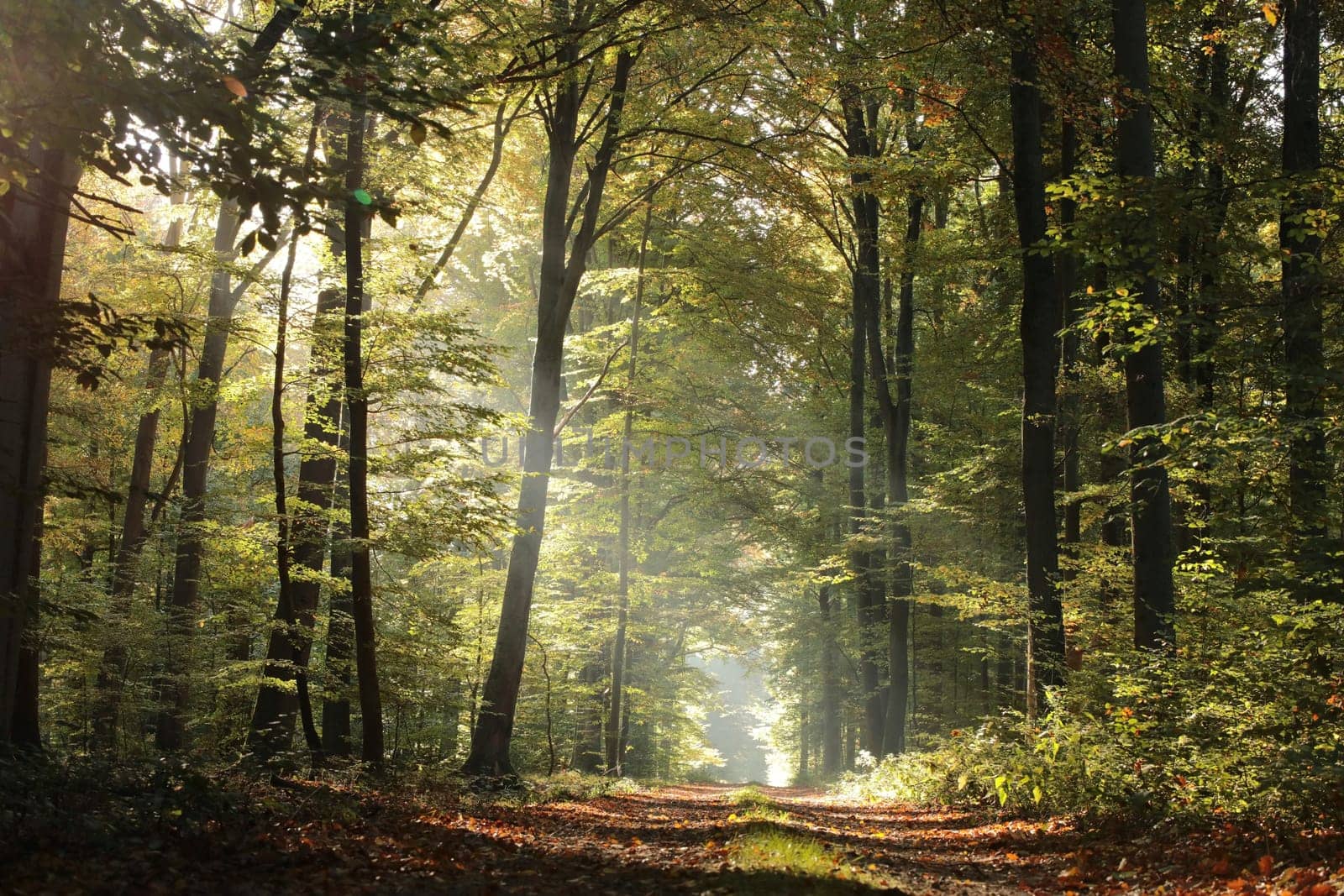 Majestic beech forest on an autumn morning.