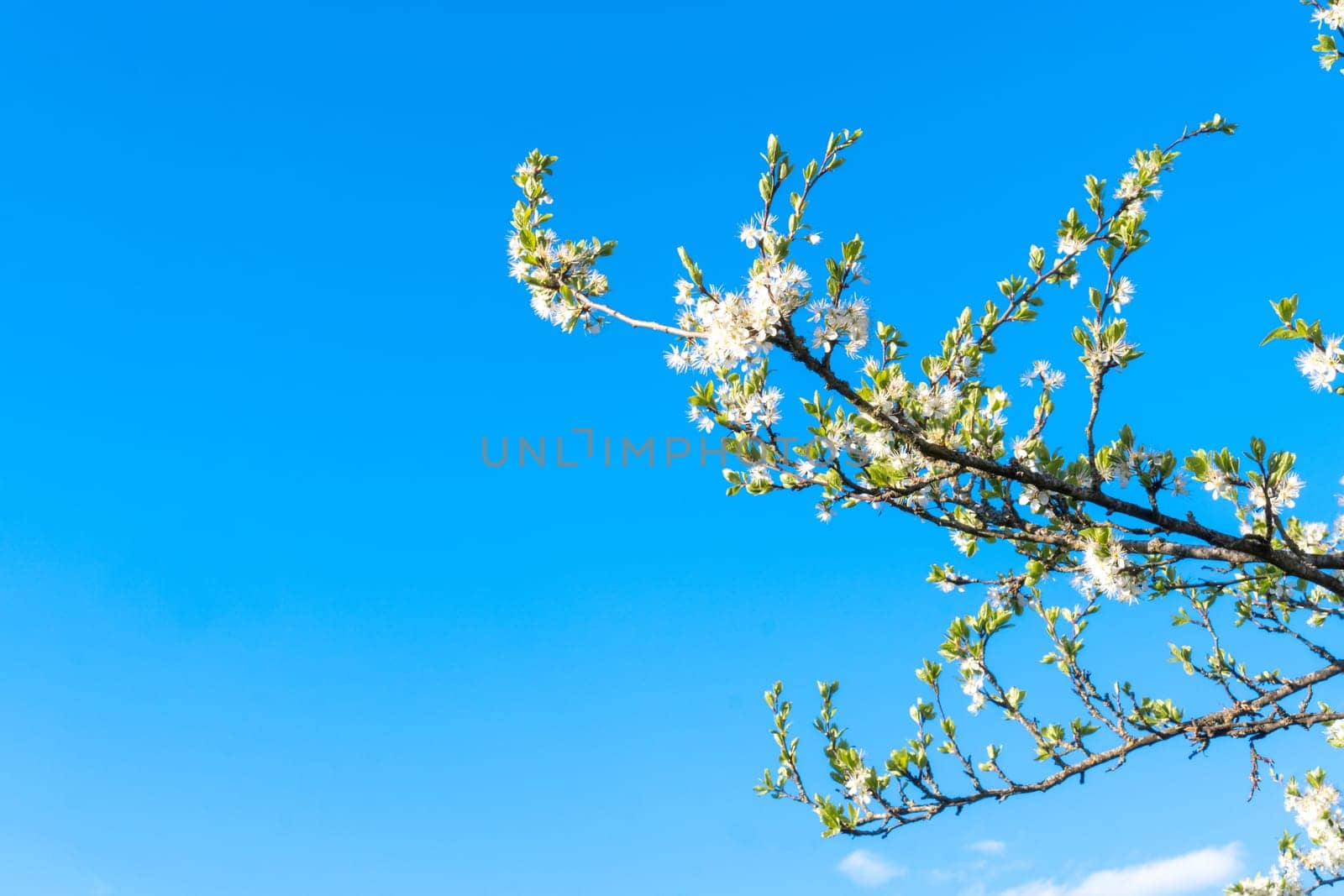 Fruit tree branch with white flowers against bright blue sky. Spring cherry or plum blossom. Awakening and flourishing of nature, beginning of farming season in countryside