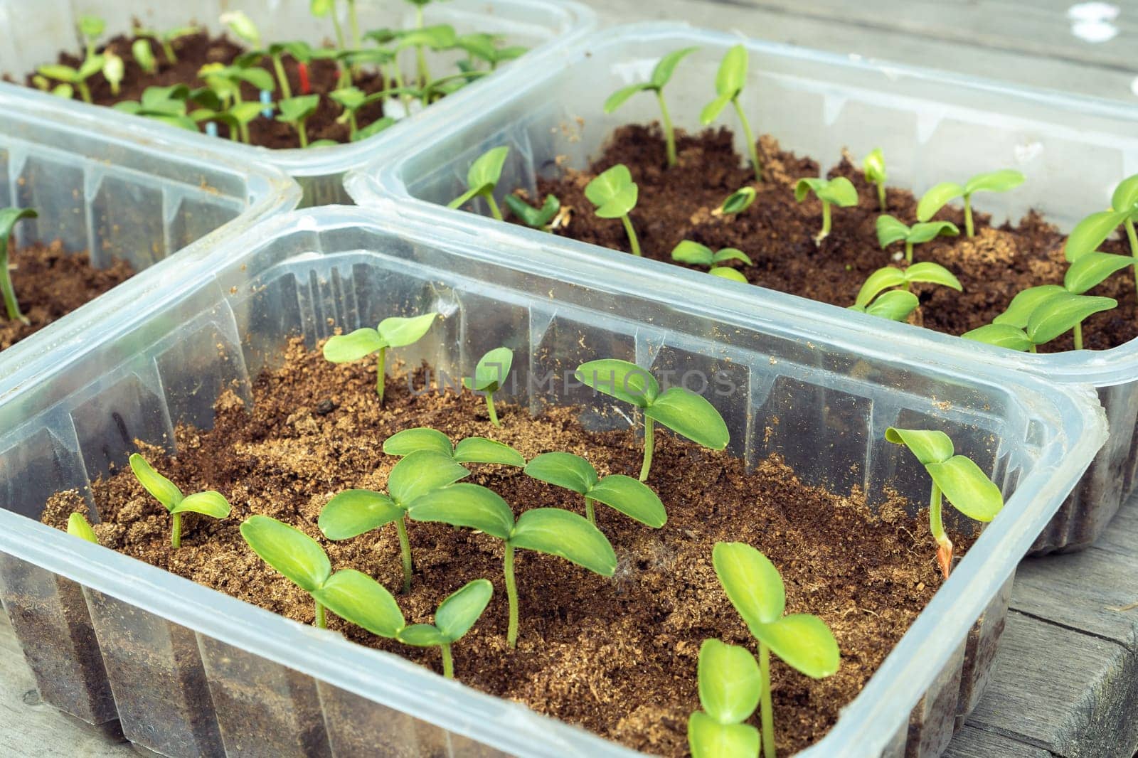 Seedling of cucumbers. Green sprouts with two leaves in plastic container with sawdust. Preparing for planting and growing season in spring