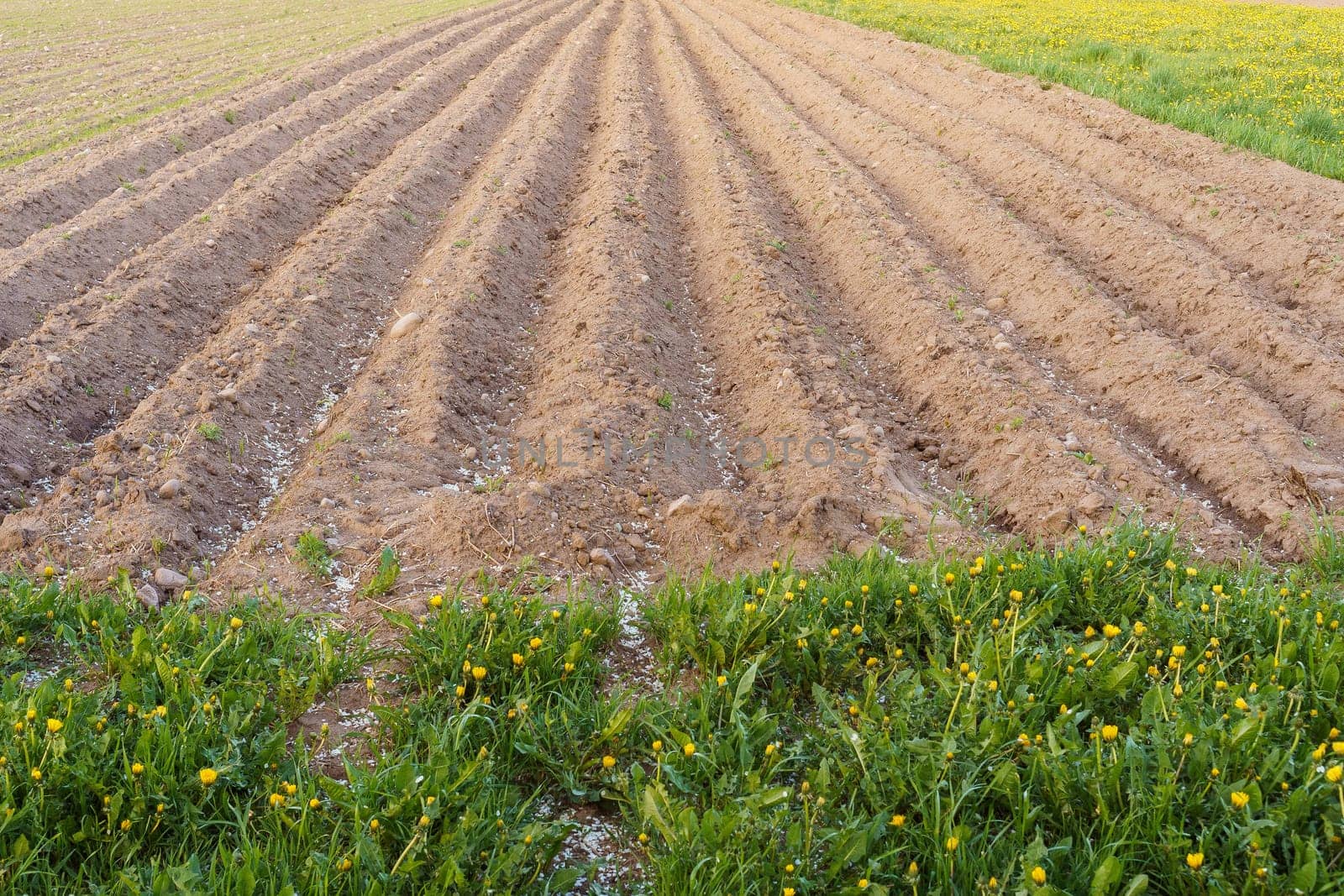 View of newly sown plowed field. Earth is dug up and potatoes are planted. Agriculture and growing crops. Spring sowing