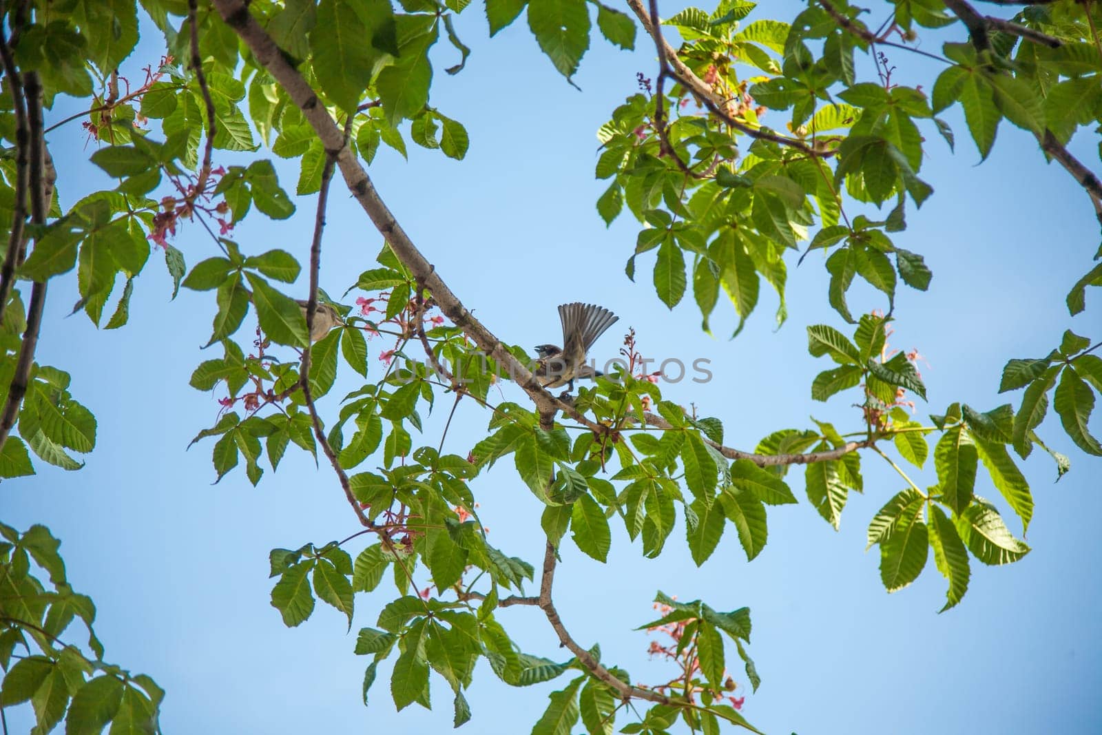 natural background with sparrow sitting on branches in the spring may Sunny garden