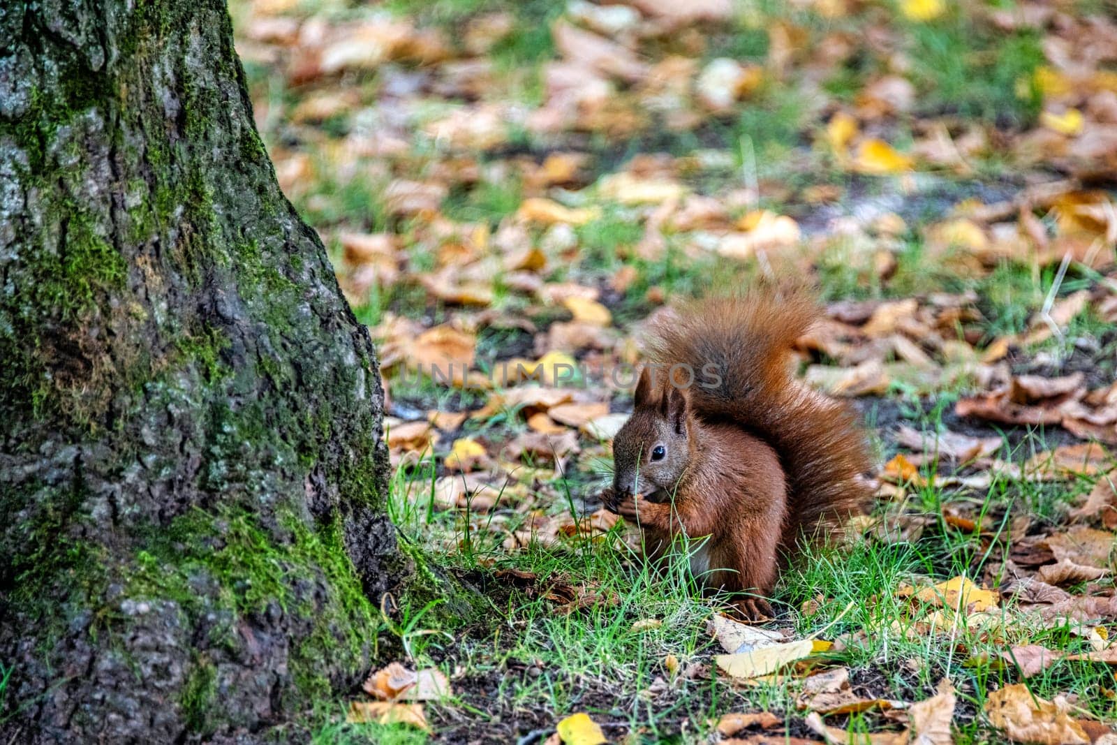 Wild Eurasian red squirrel (Sciurus vulgaris) in Kampinos National Park, Masovia, Poland