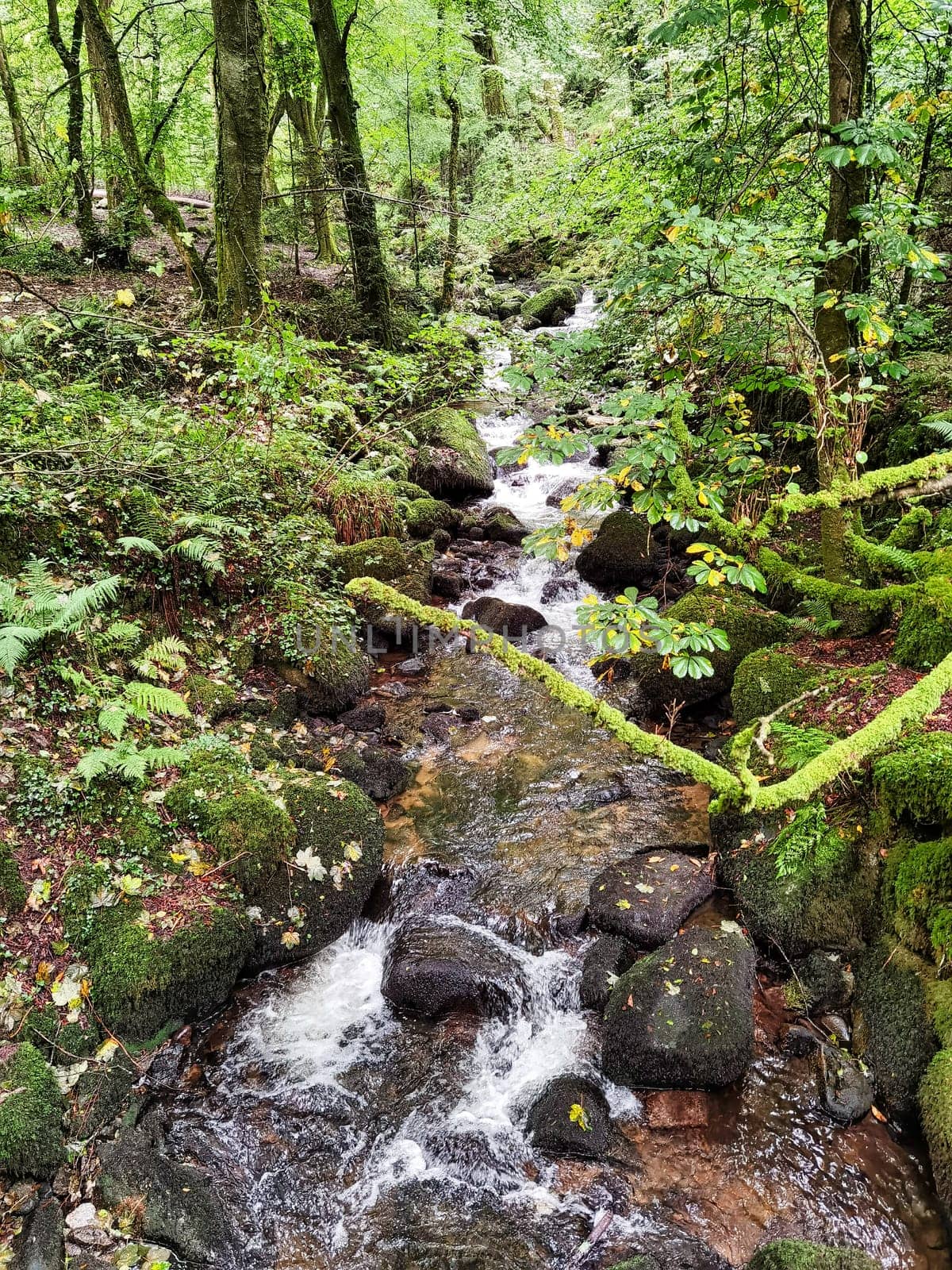 Kennall River in Kennall Vale Nature Reserve, Ponsanooth, Cornwall, United Kingdom