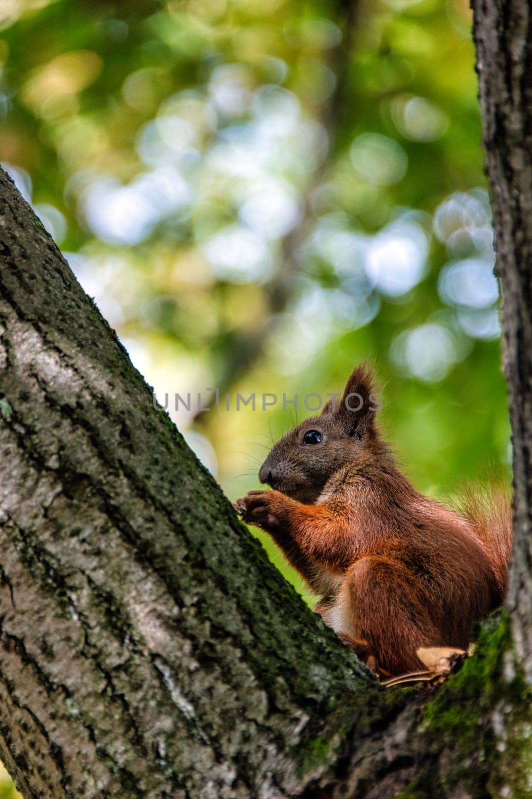 Wild Eurasian red squirrel (Sciurus vulgaris) on the tree in Kampinos National Park, Masovia, Poland