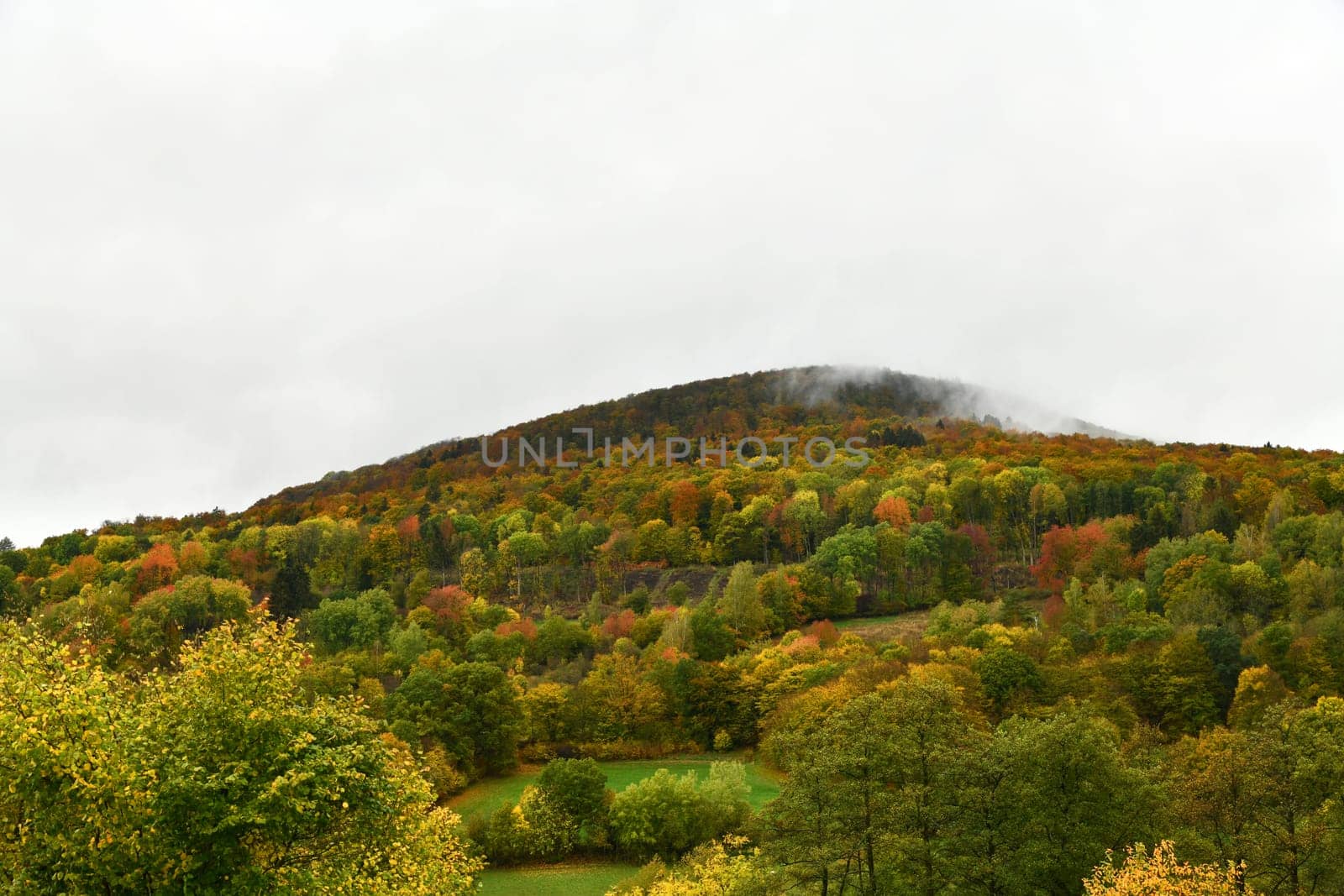 colorful autumn forest in the fog