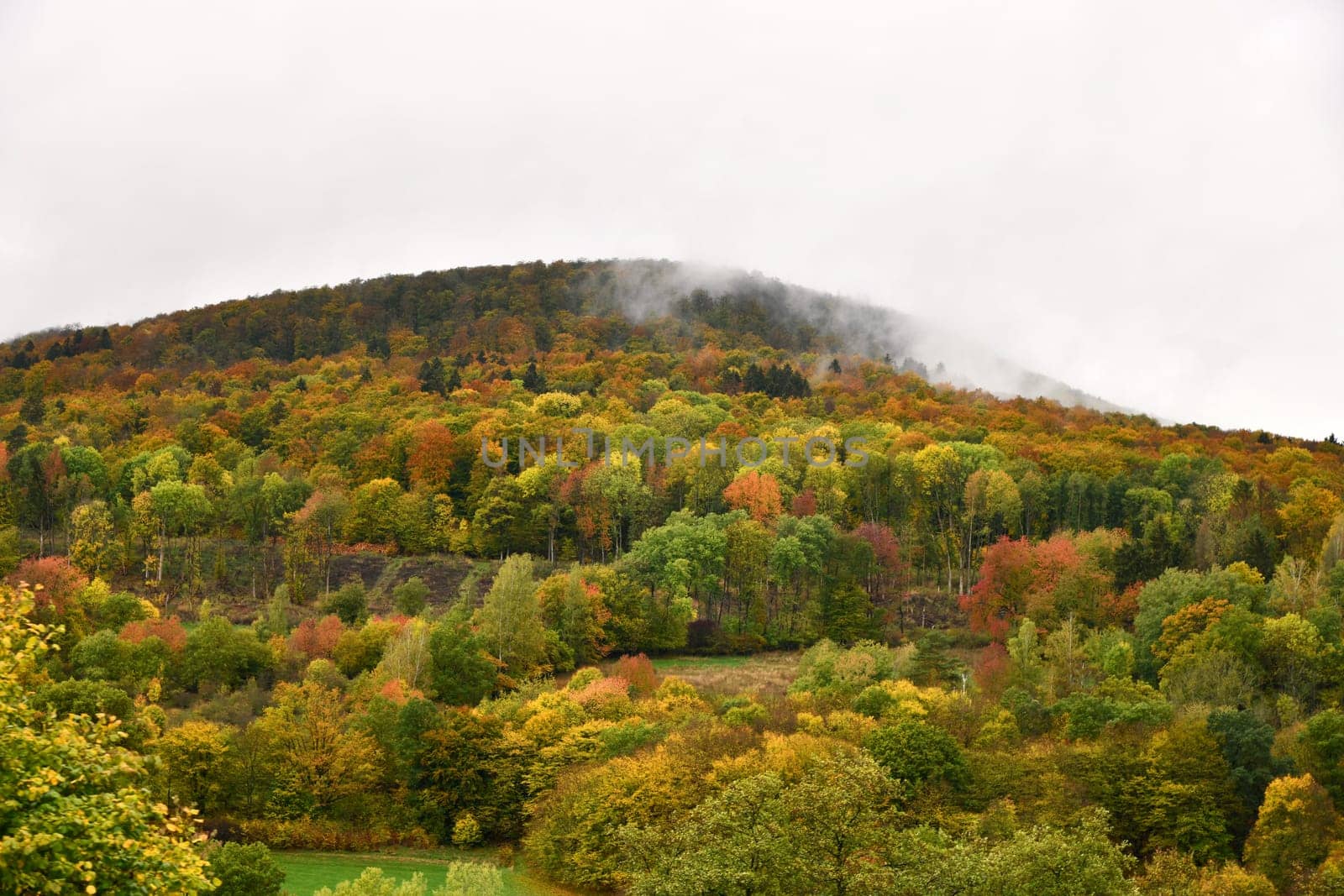 colorful autumn forest in the fog