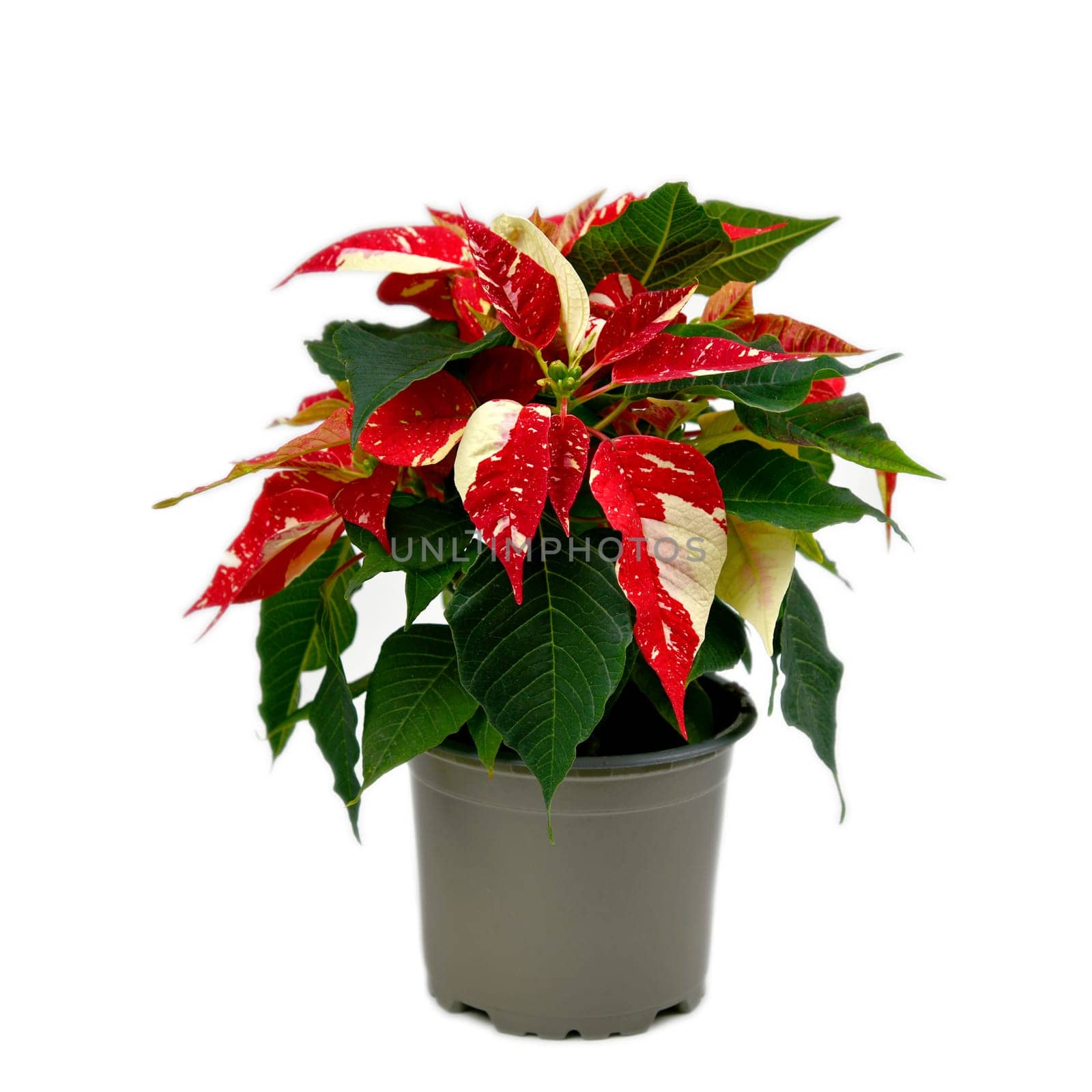 two-tone poinsettia from the nursery
